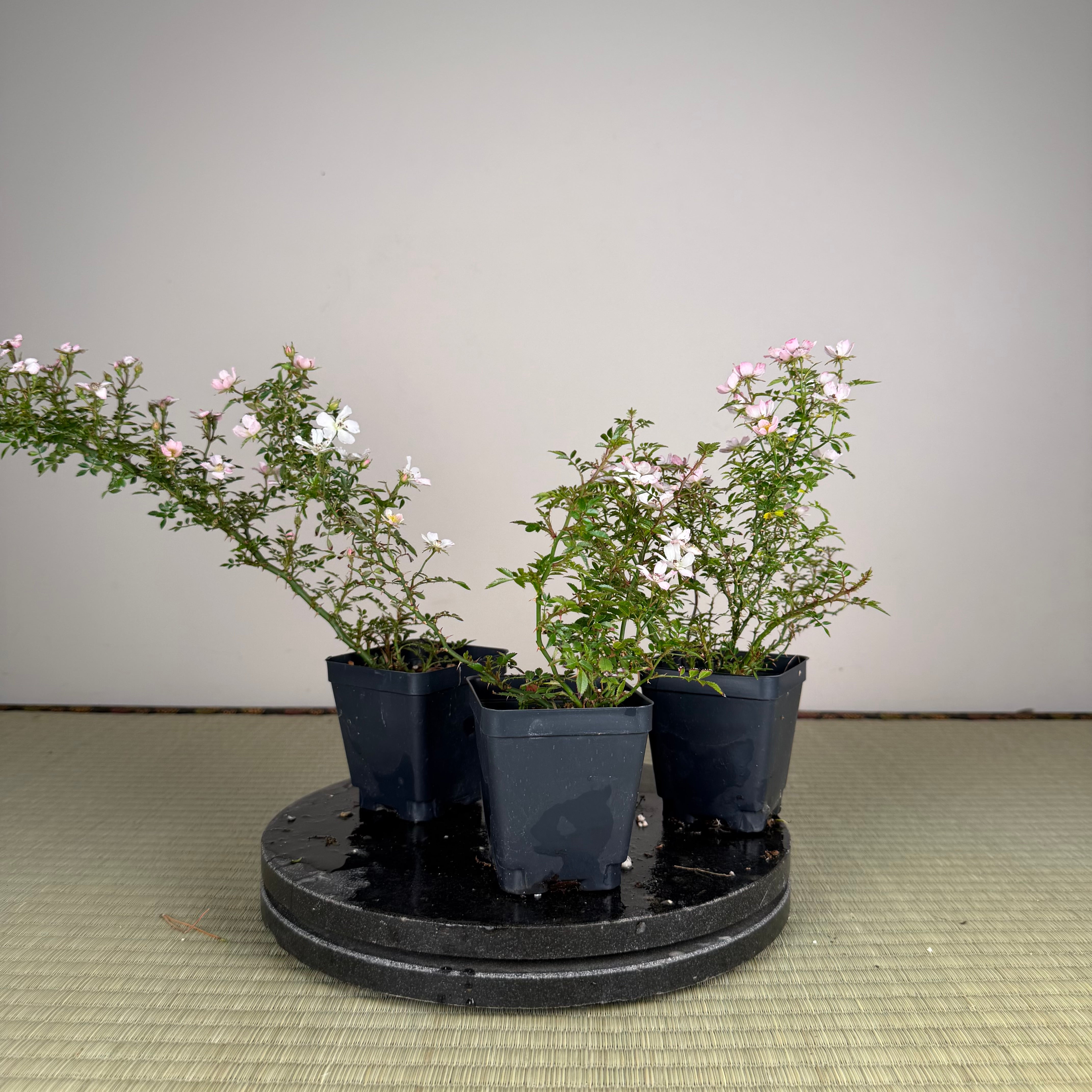 Rosa (white/pink) (small)