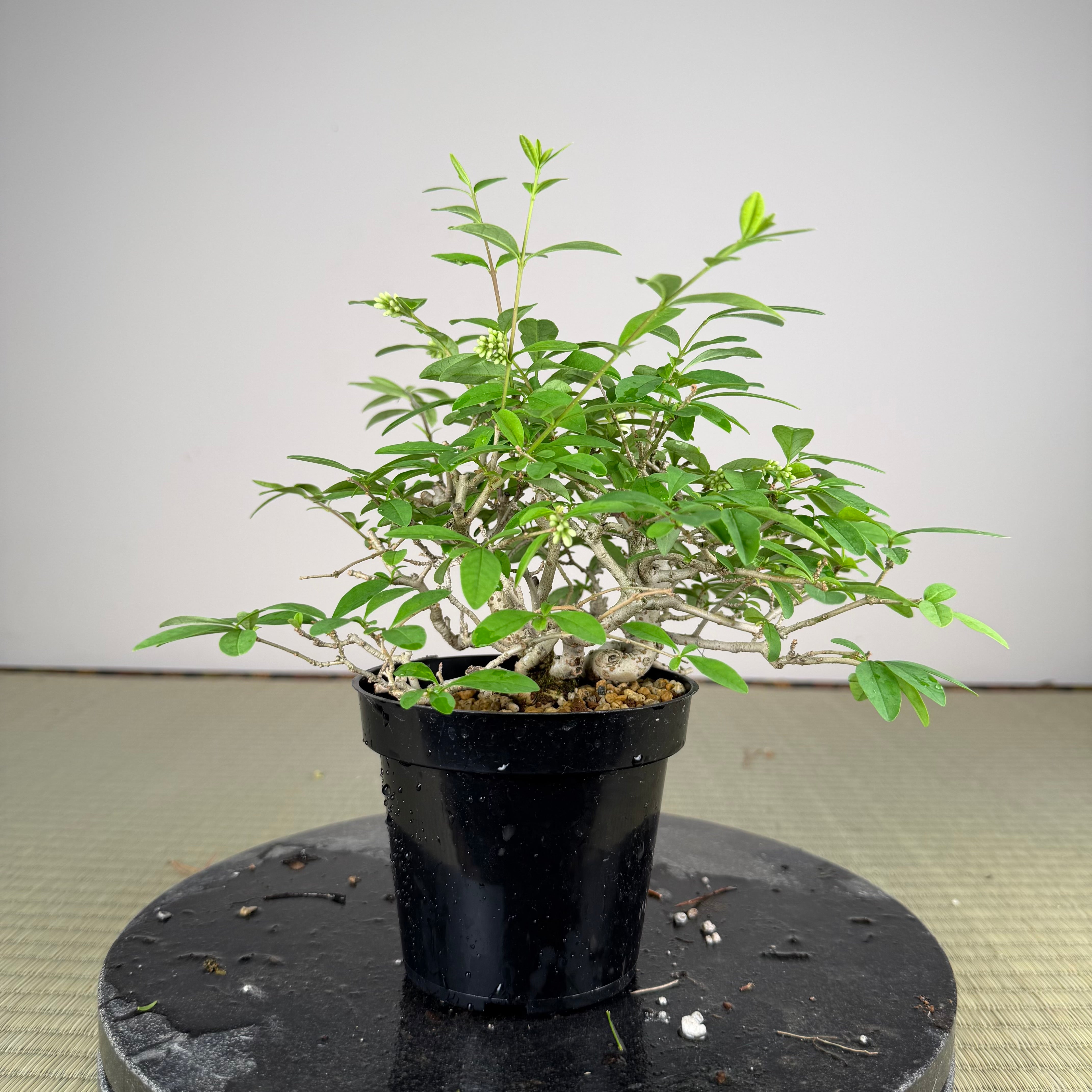 Ligustrum