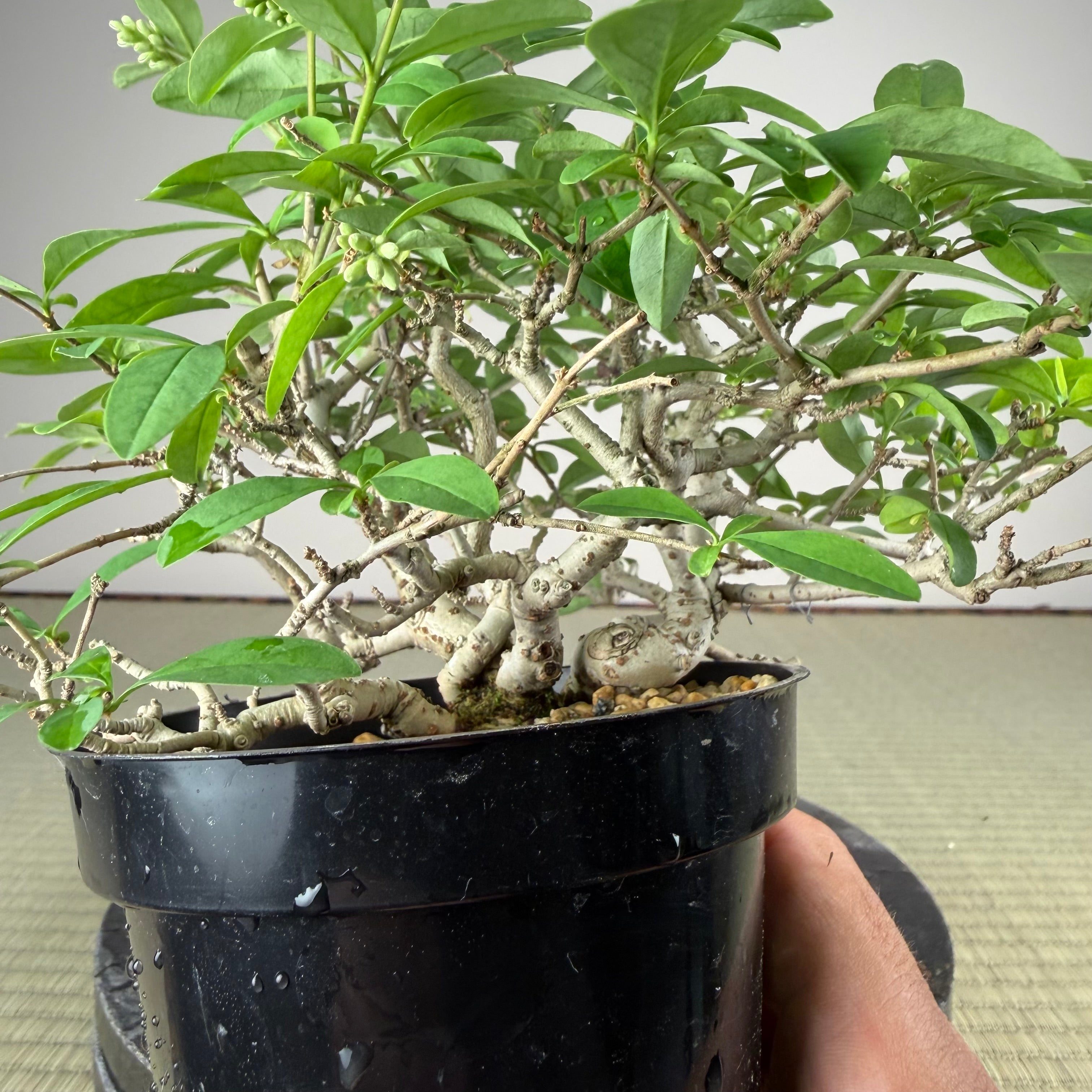 Ligustrum