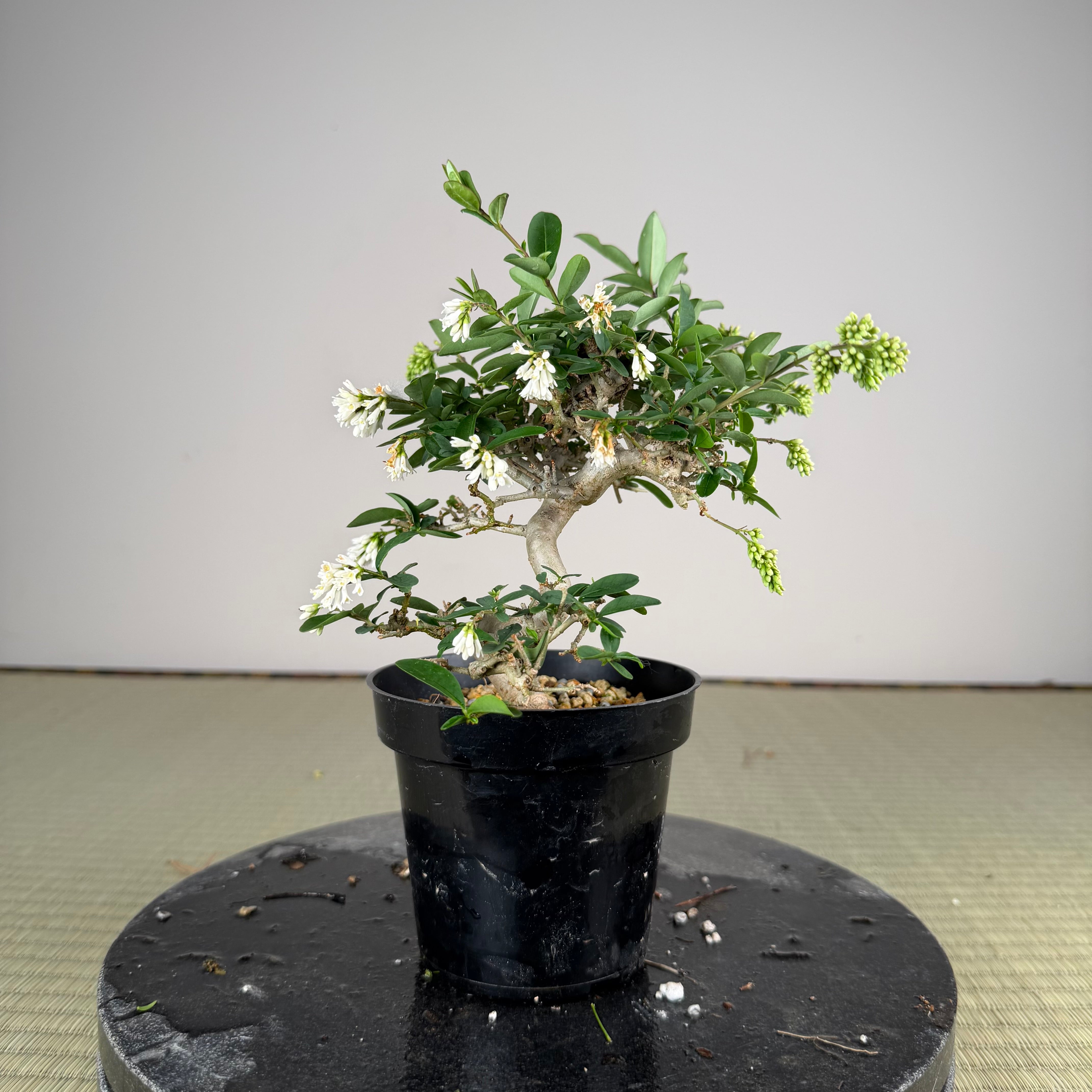 Ligustrum