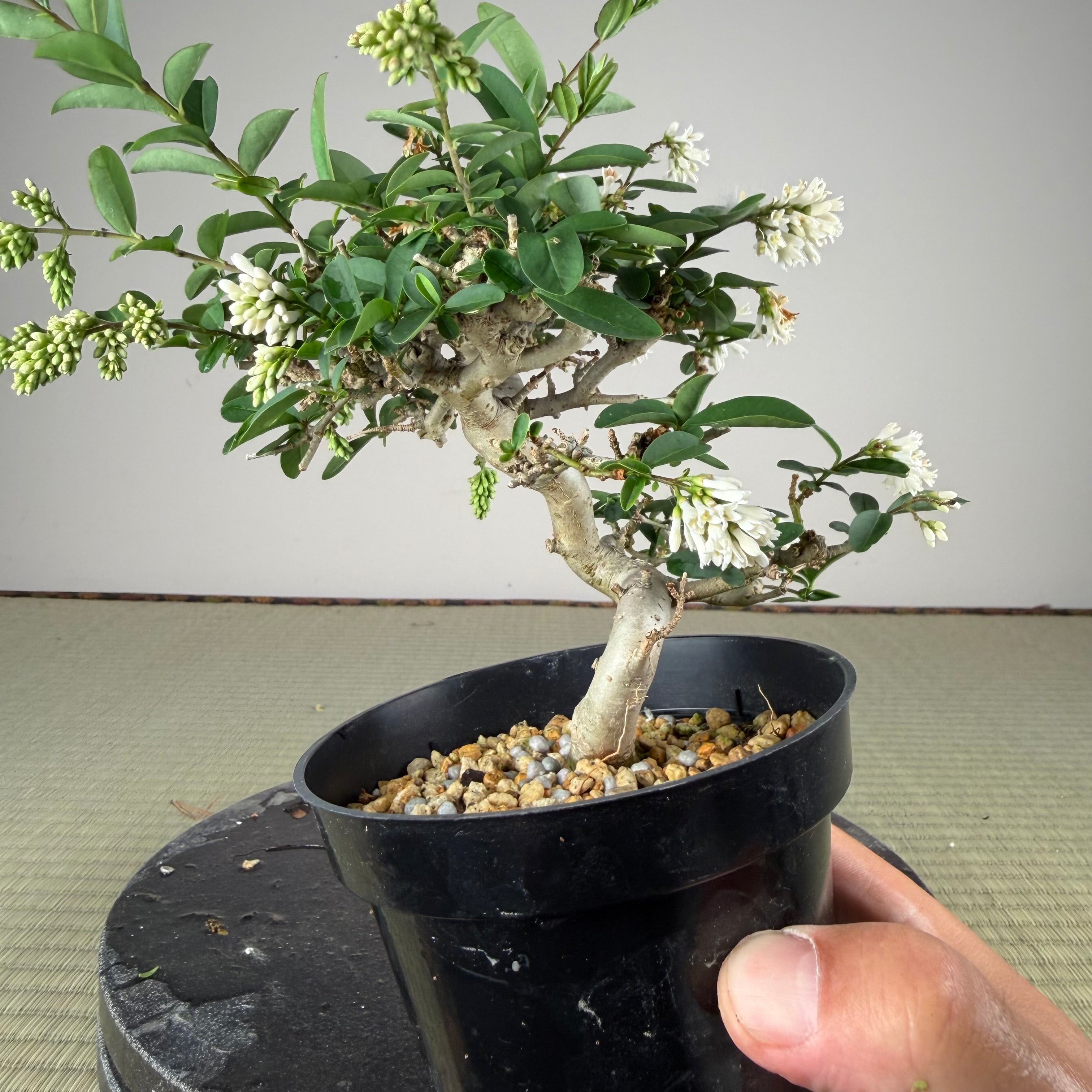 Ligustrum