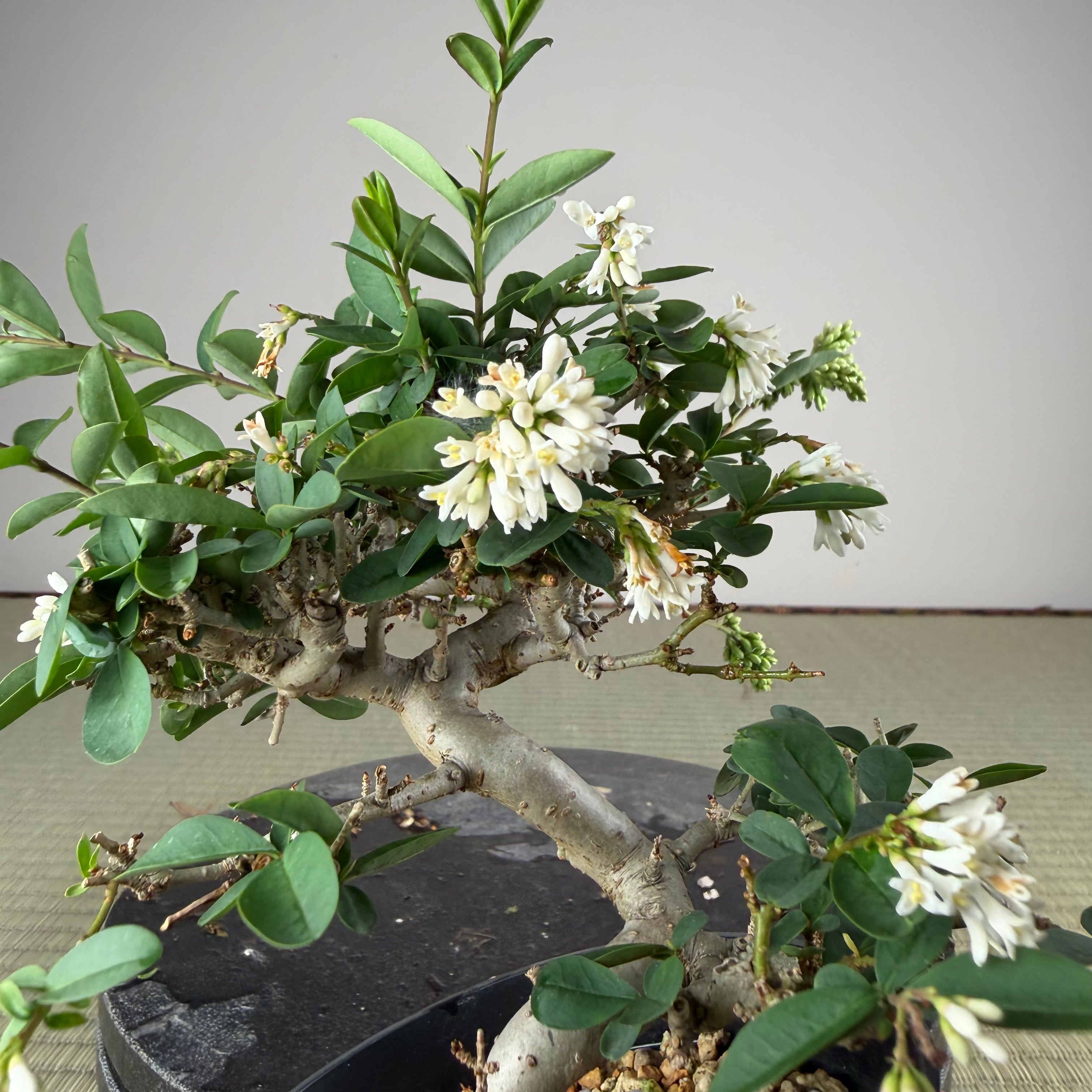 Ligustrum