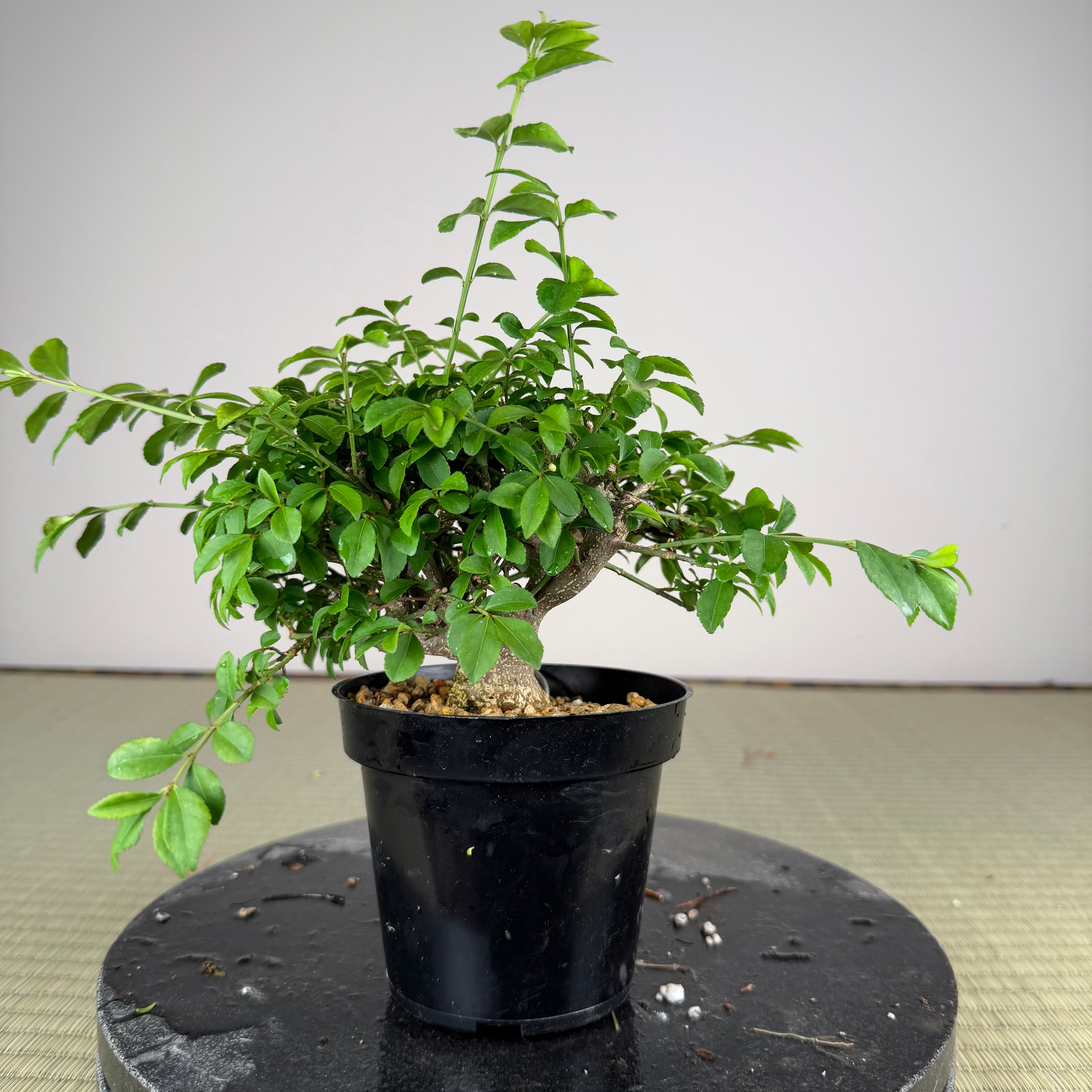 Euonymus