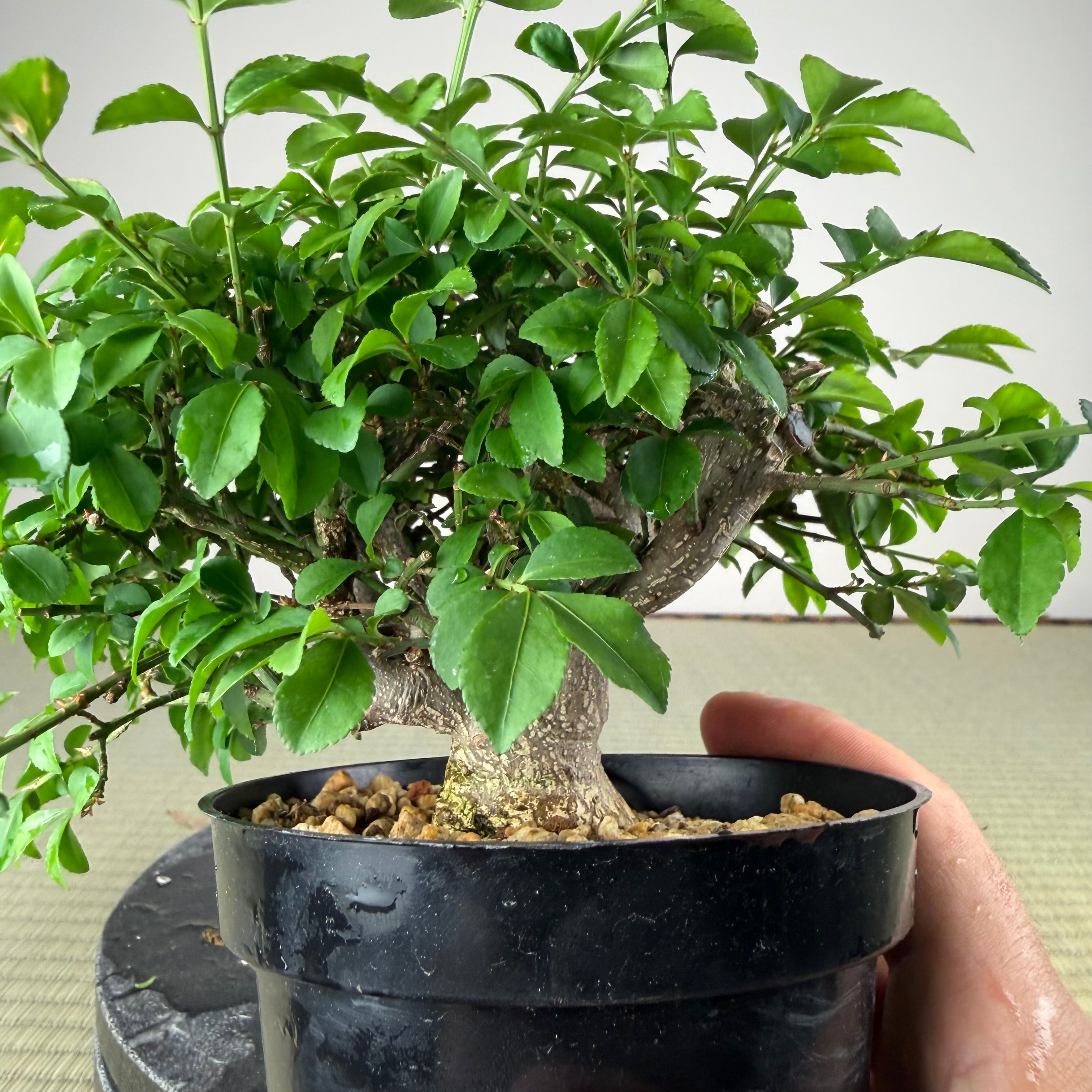 Euonymus