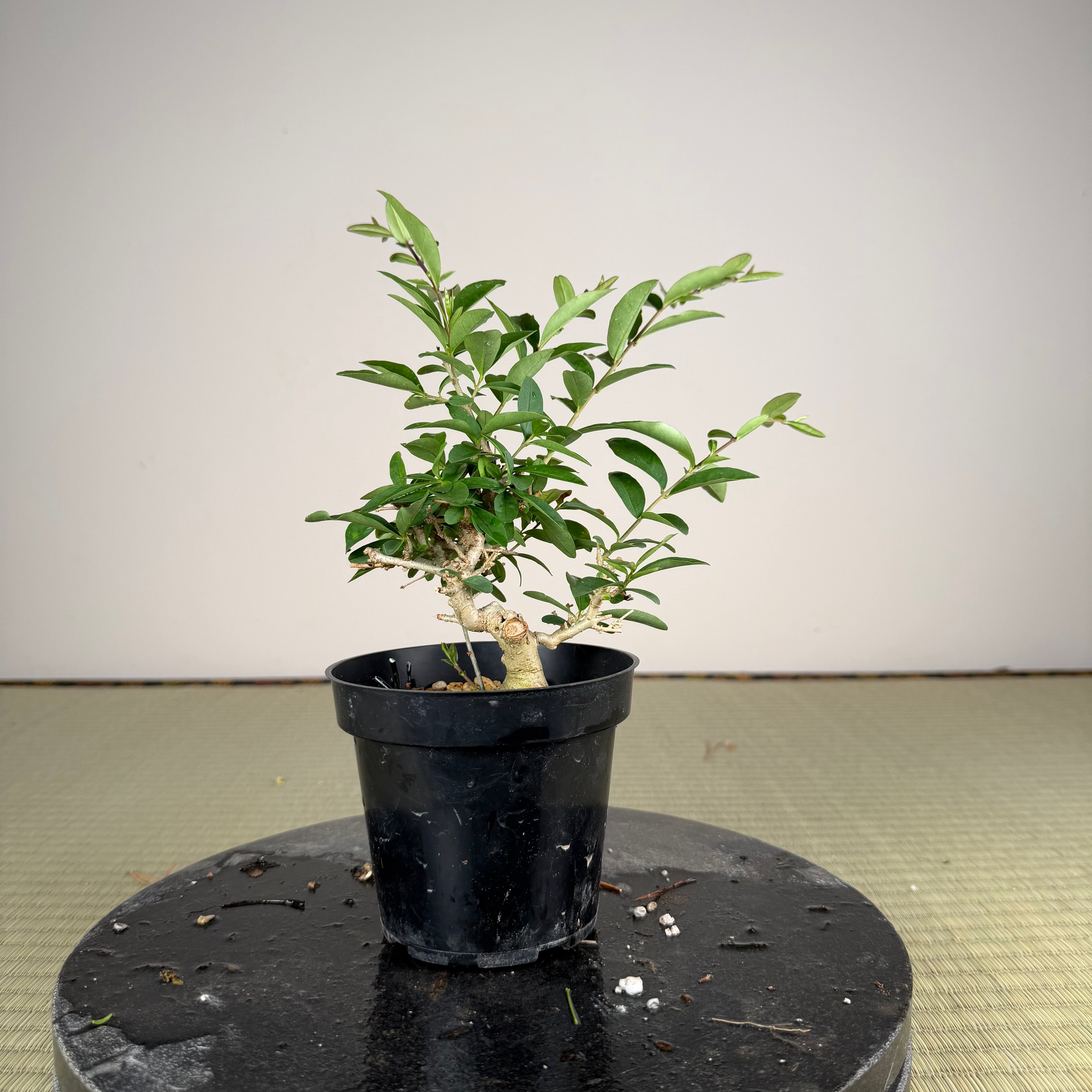 Ligustrum