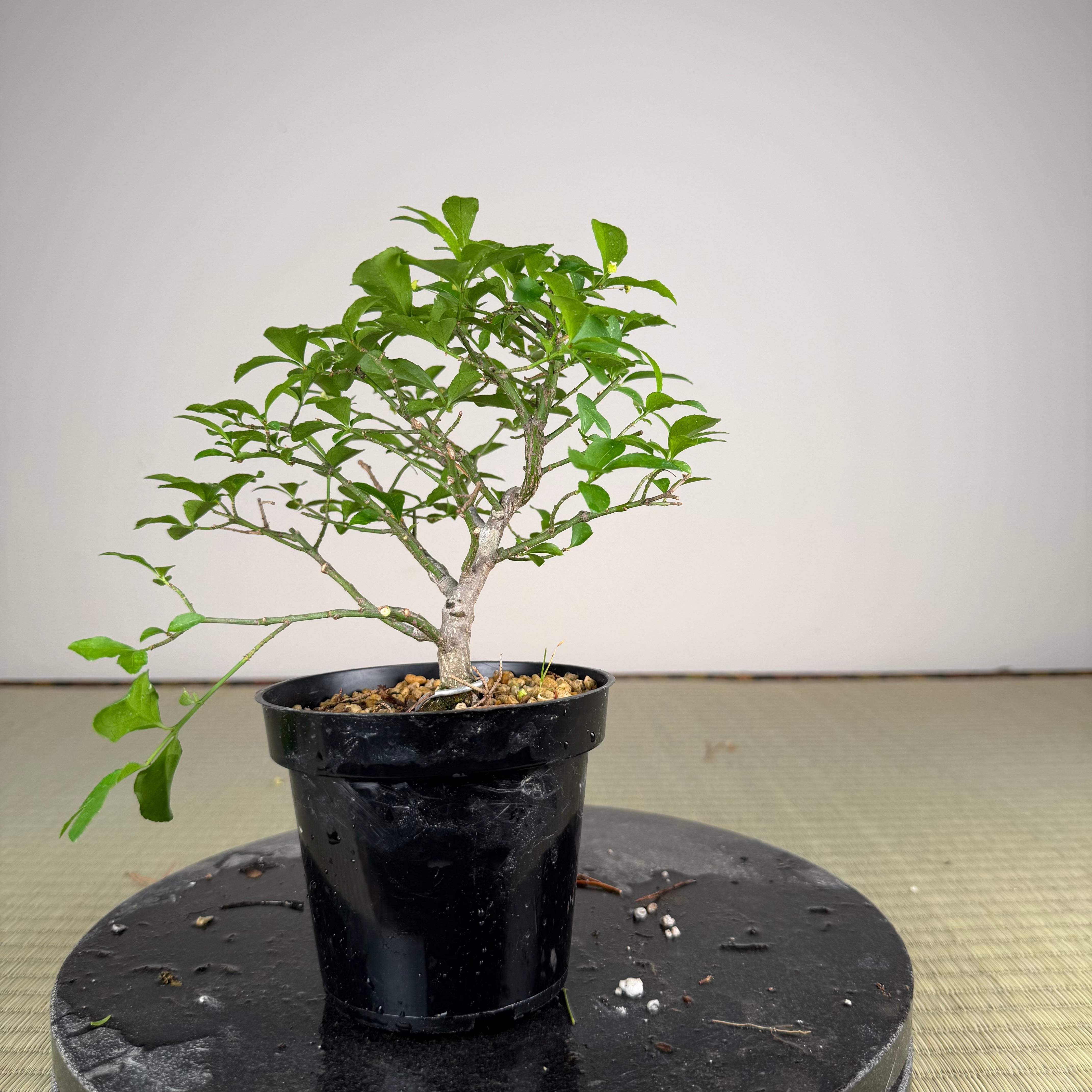 Euonymus