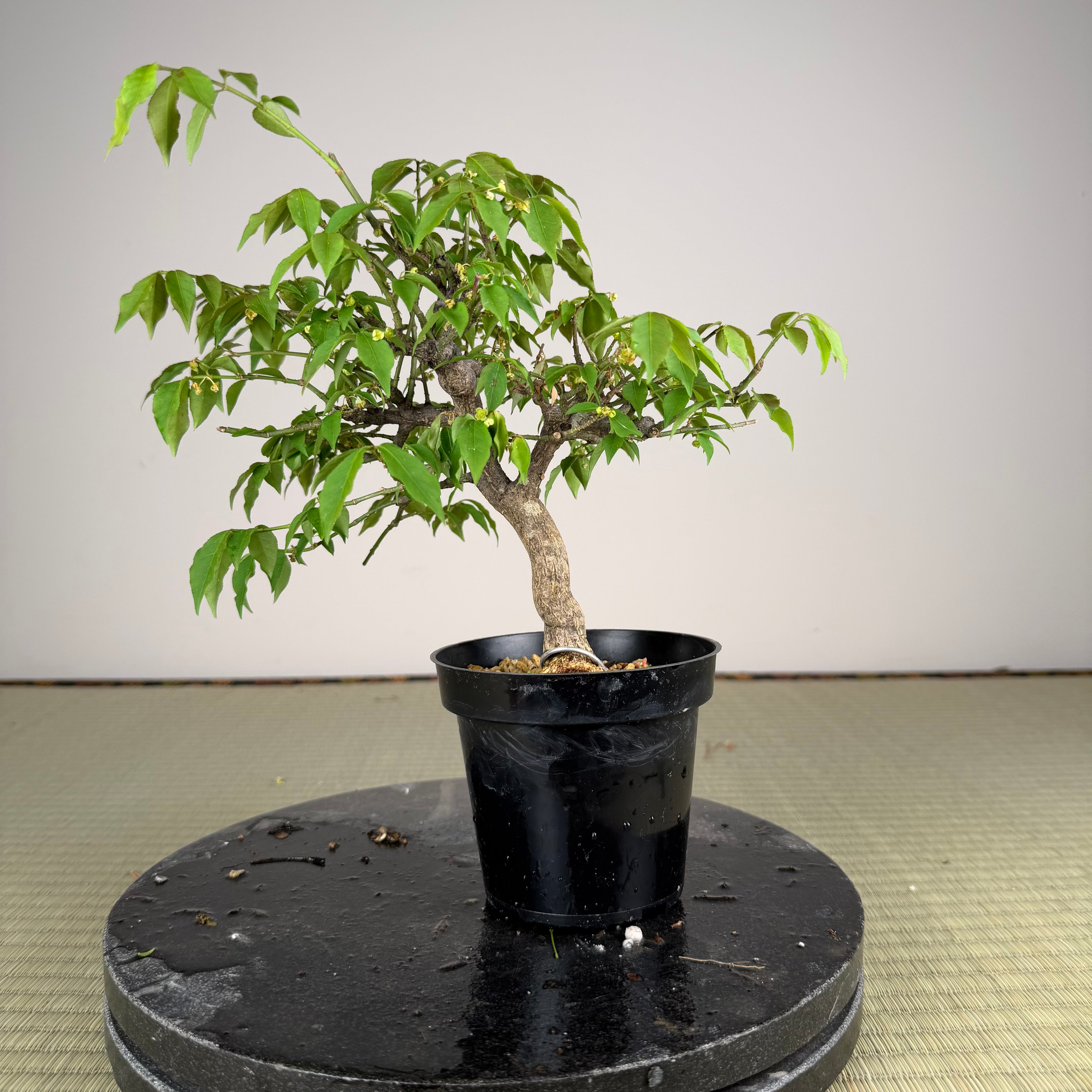 Euonymus