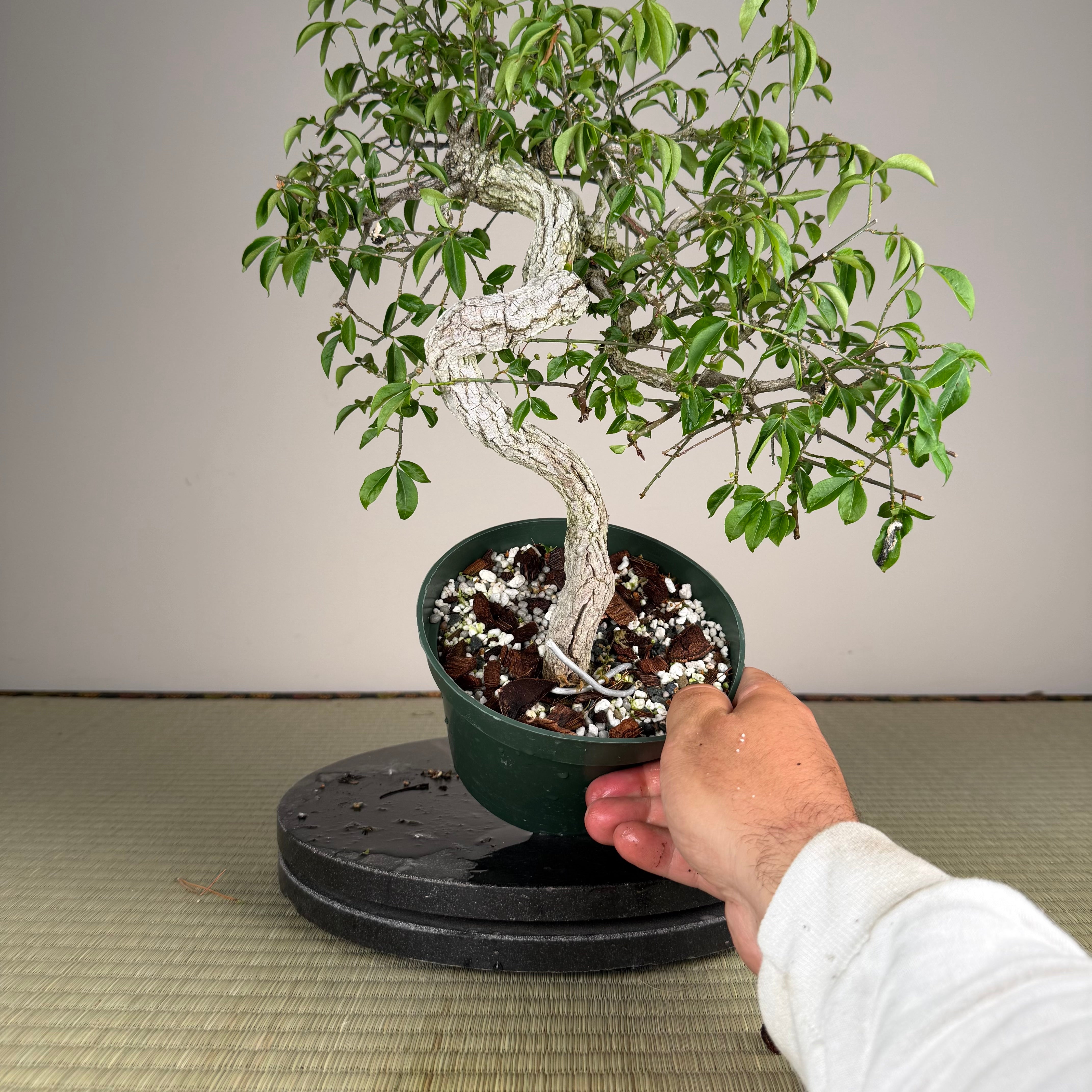 Euonymus