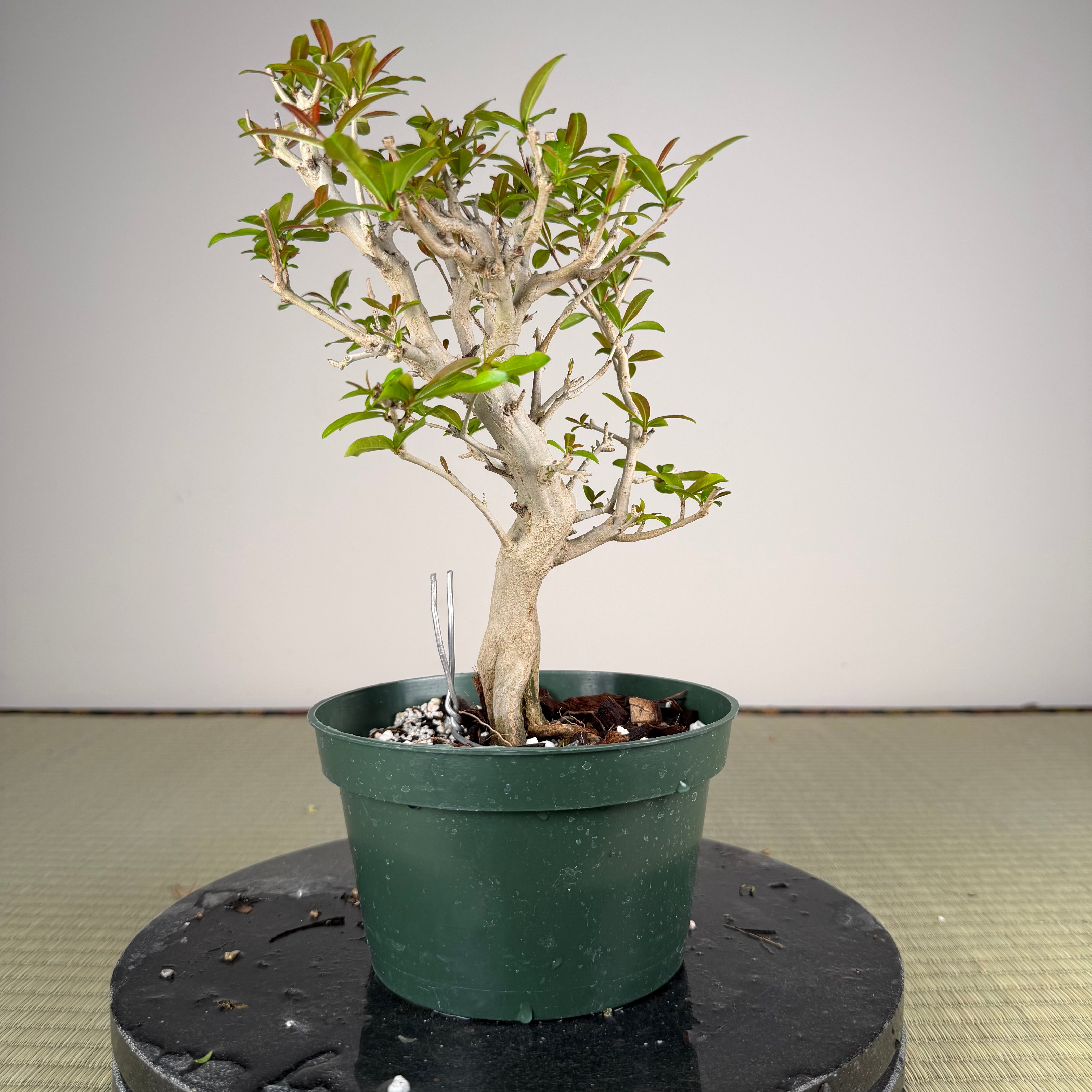 Punica granatum
