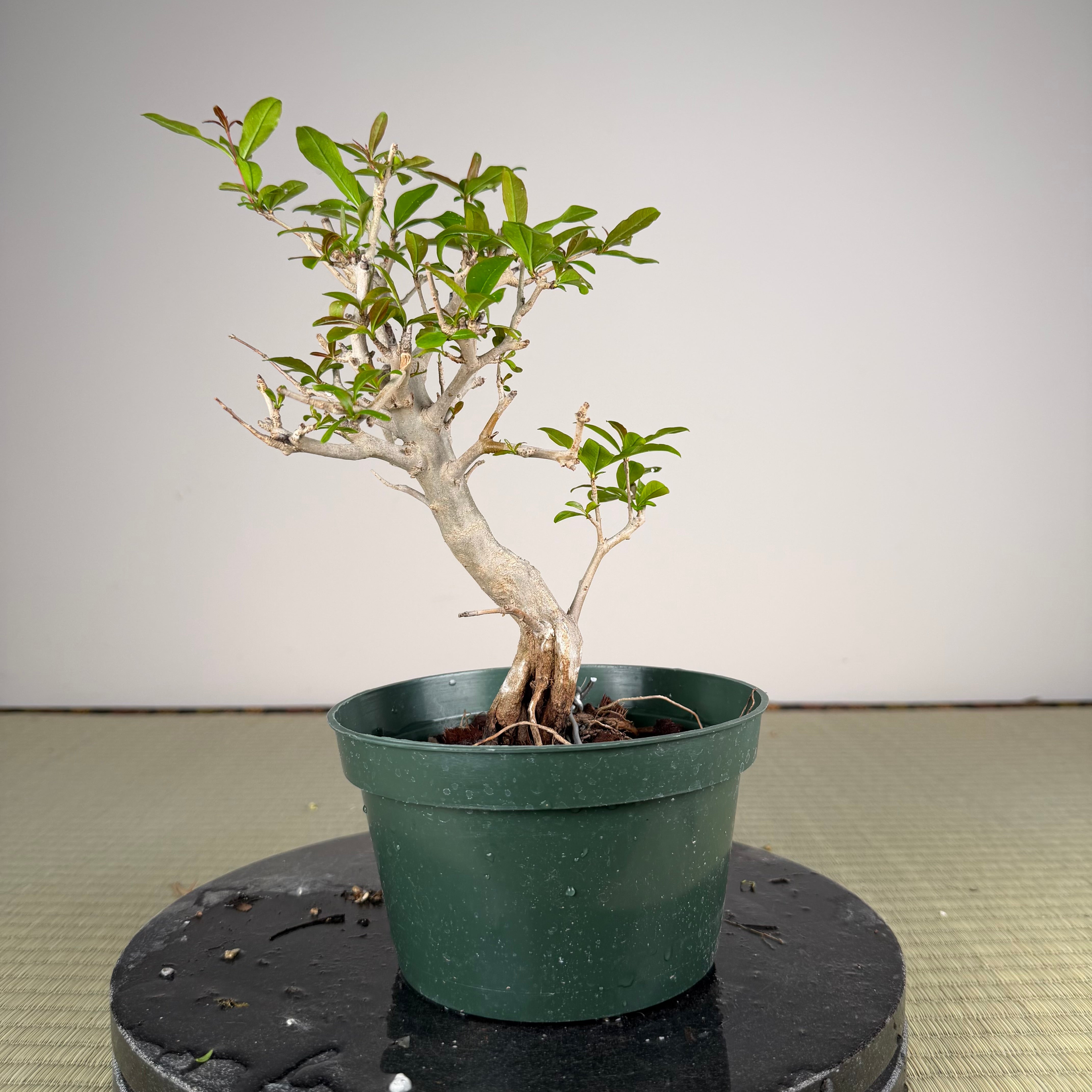 Punica granatum