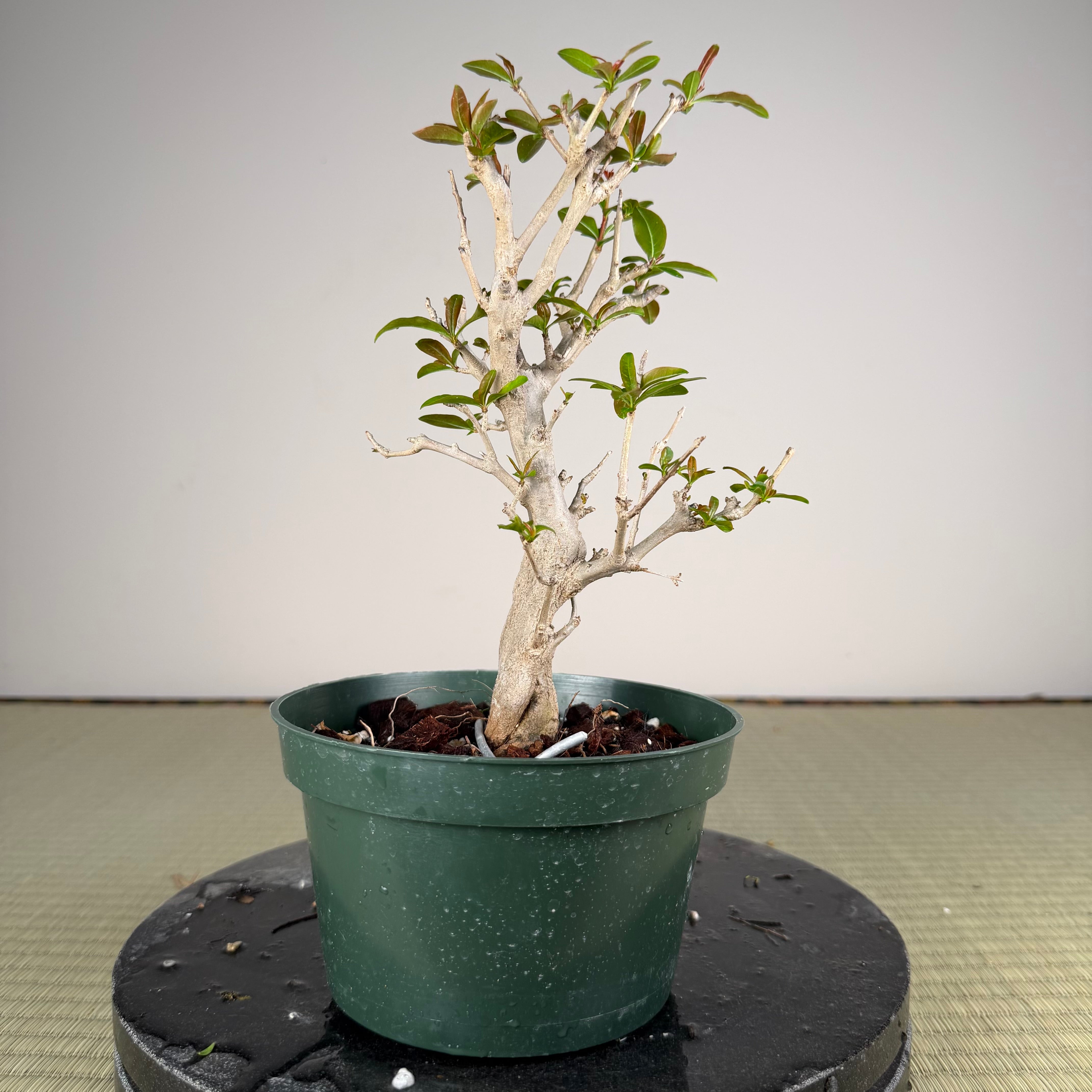 Punica granatum