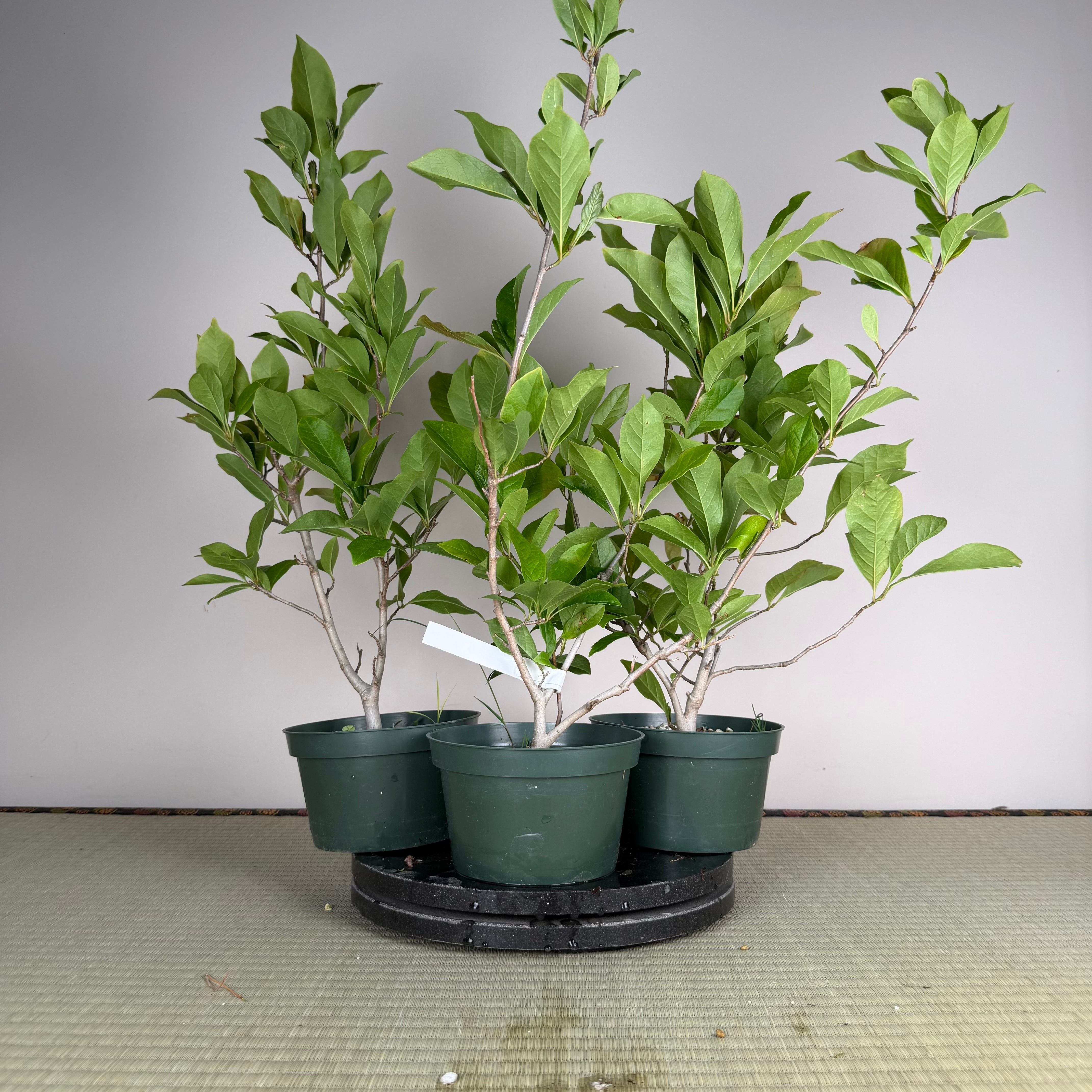 Magnolia (grand ; fleur violette)
