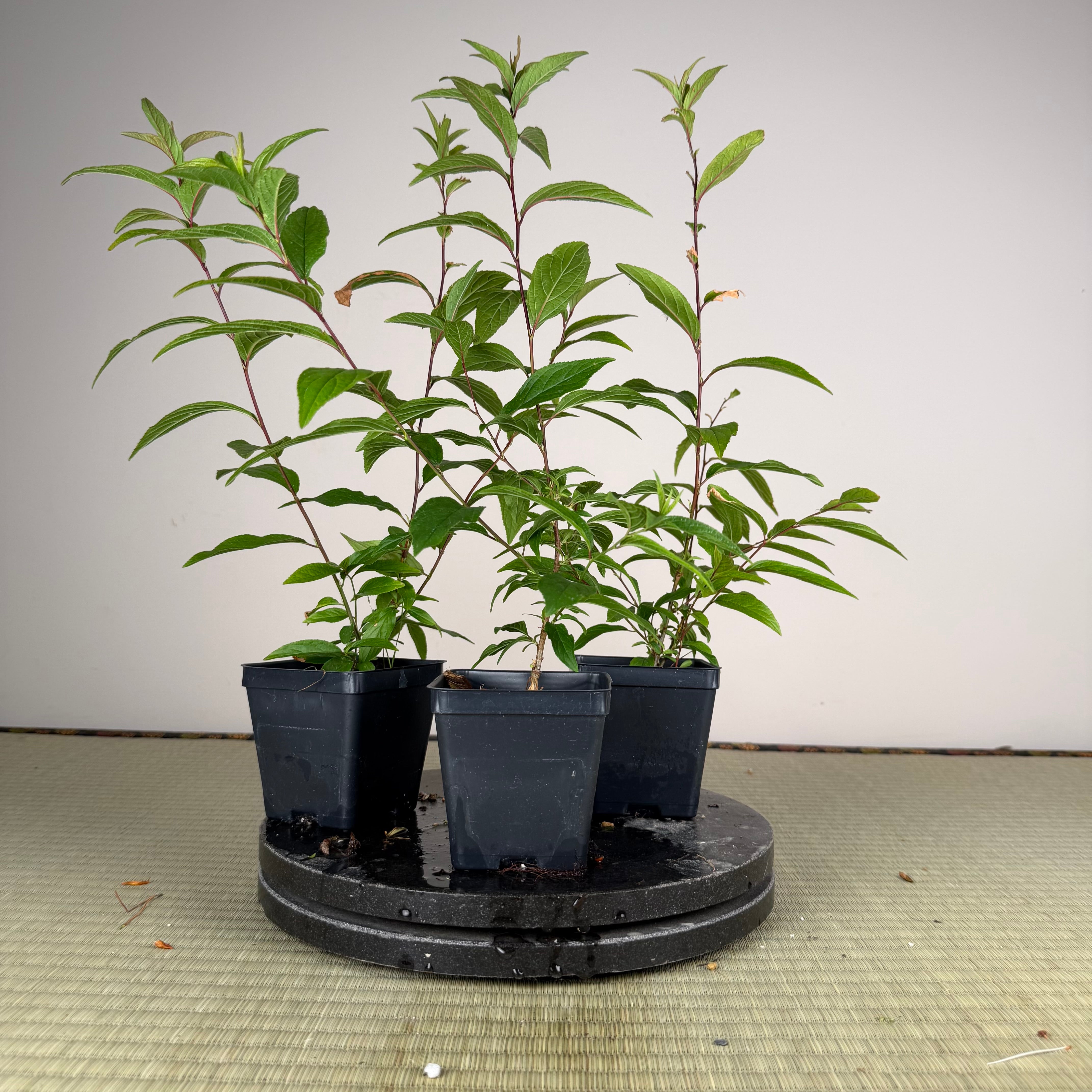 Prunus glandulosa