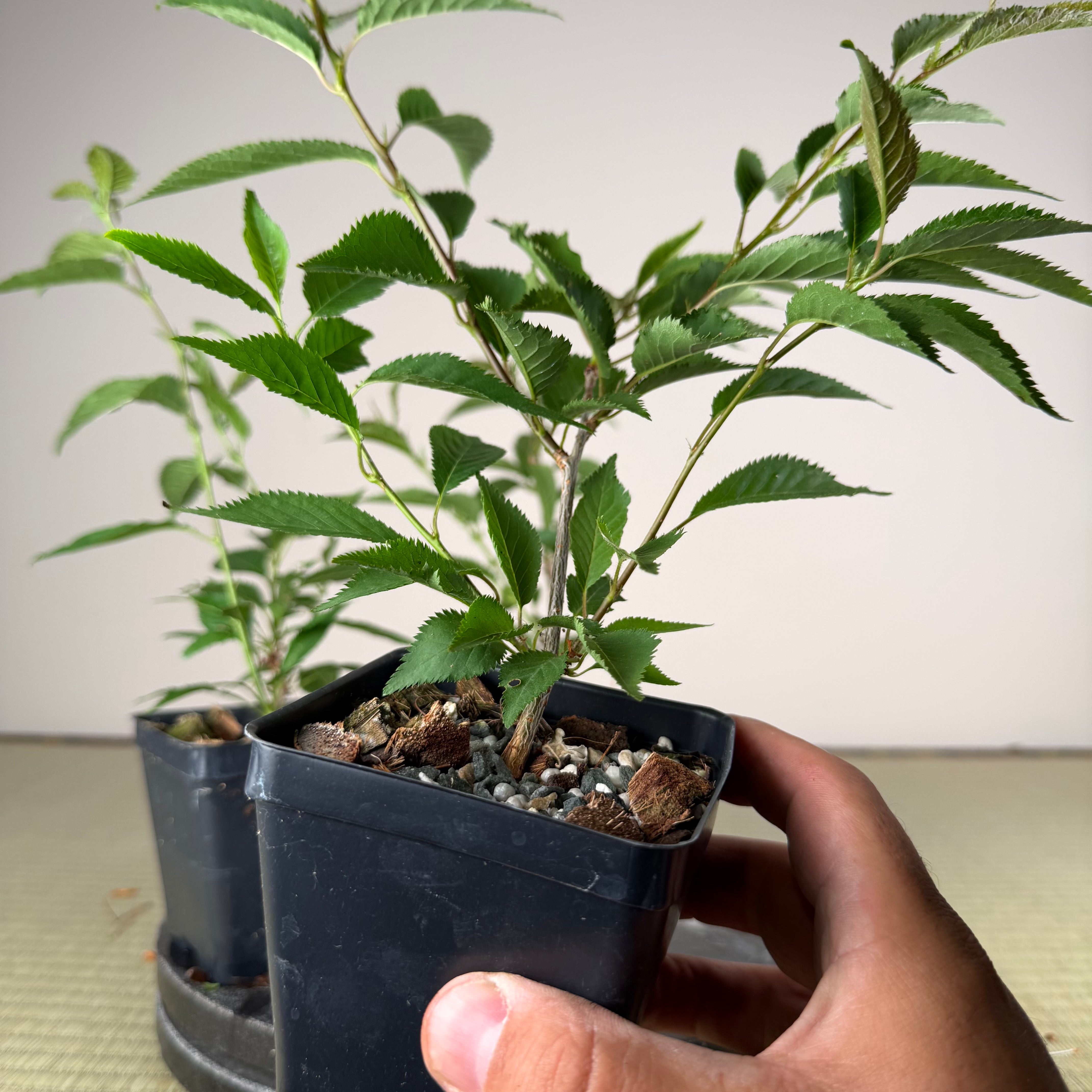 Prunus nipponica