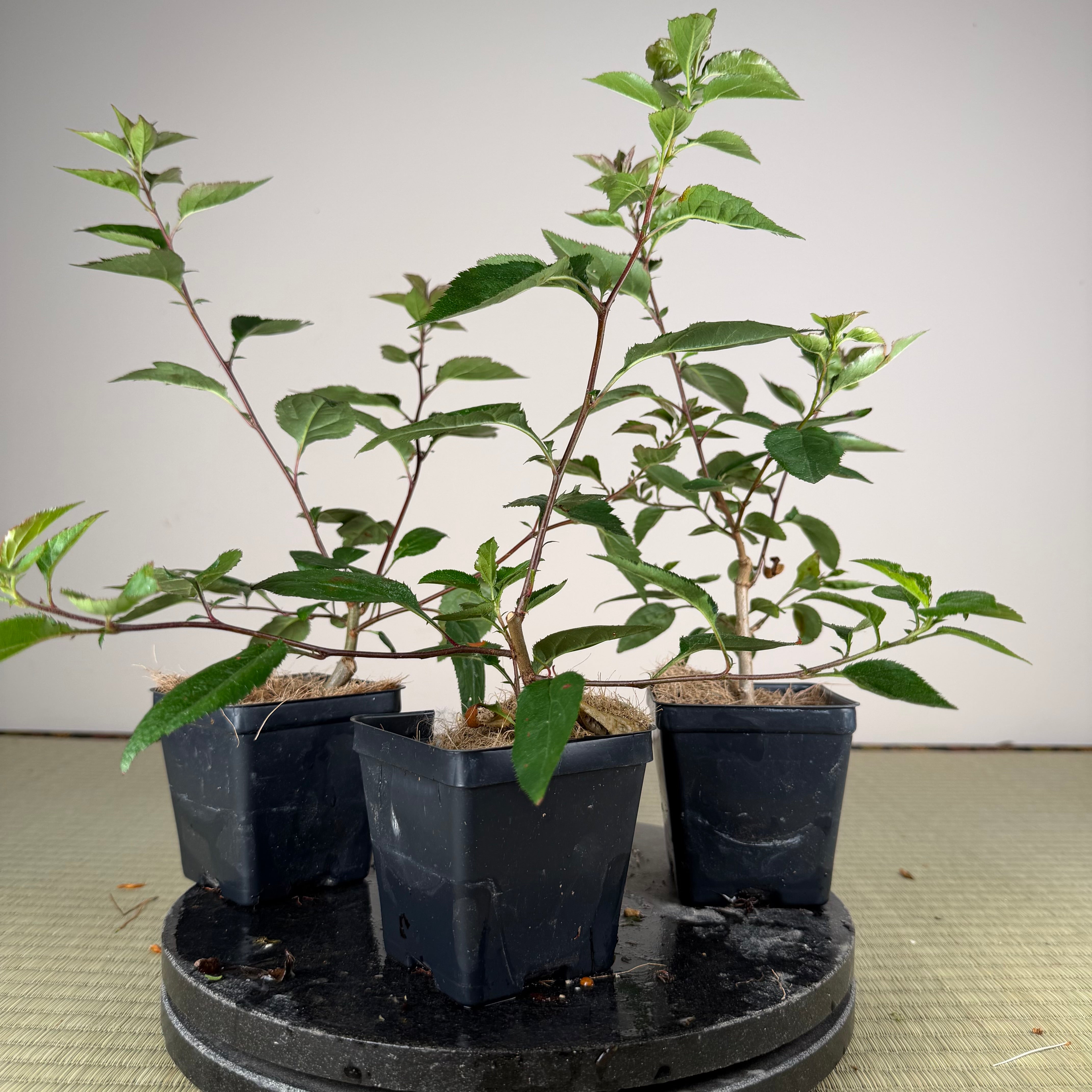 Malus hupehensis