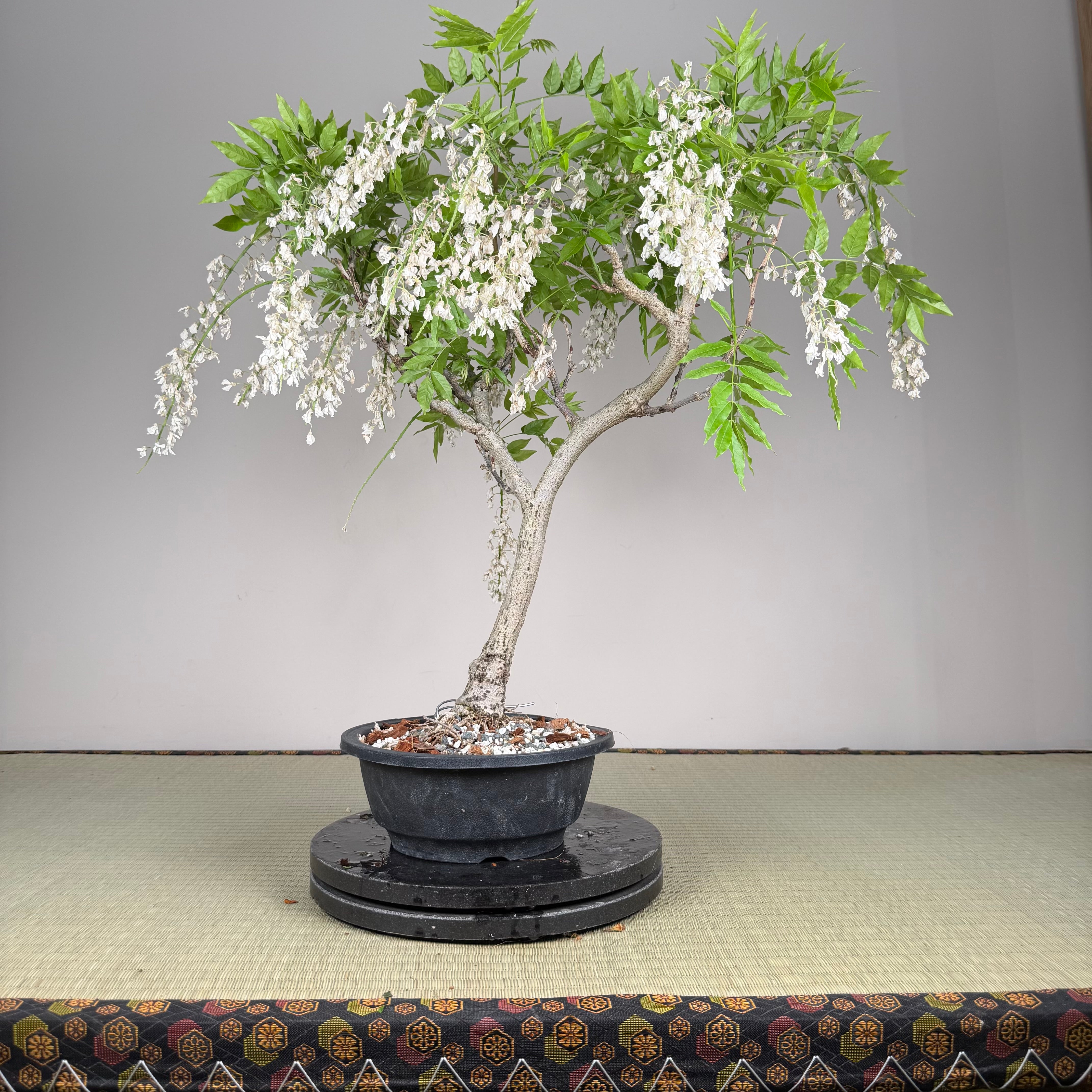 Wisteria floribunda (white)