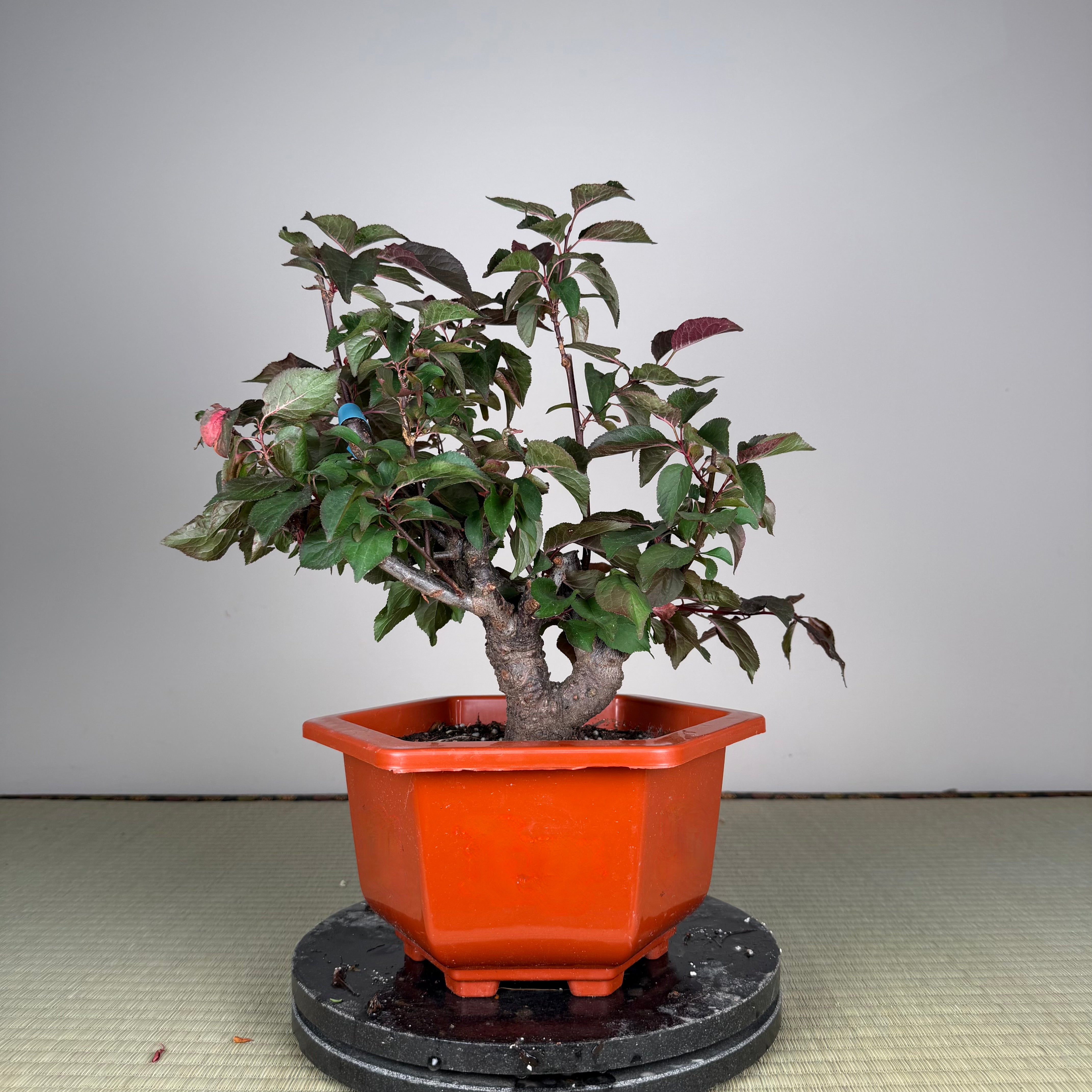 Prunus mume 'Měirén méi' #5
