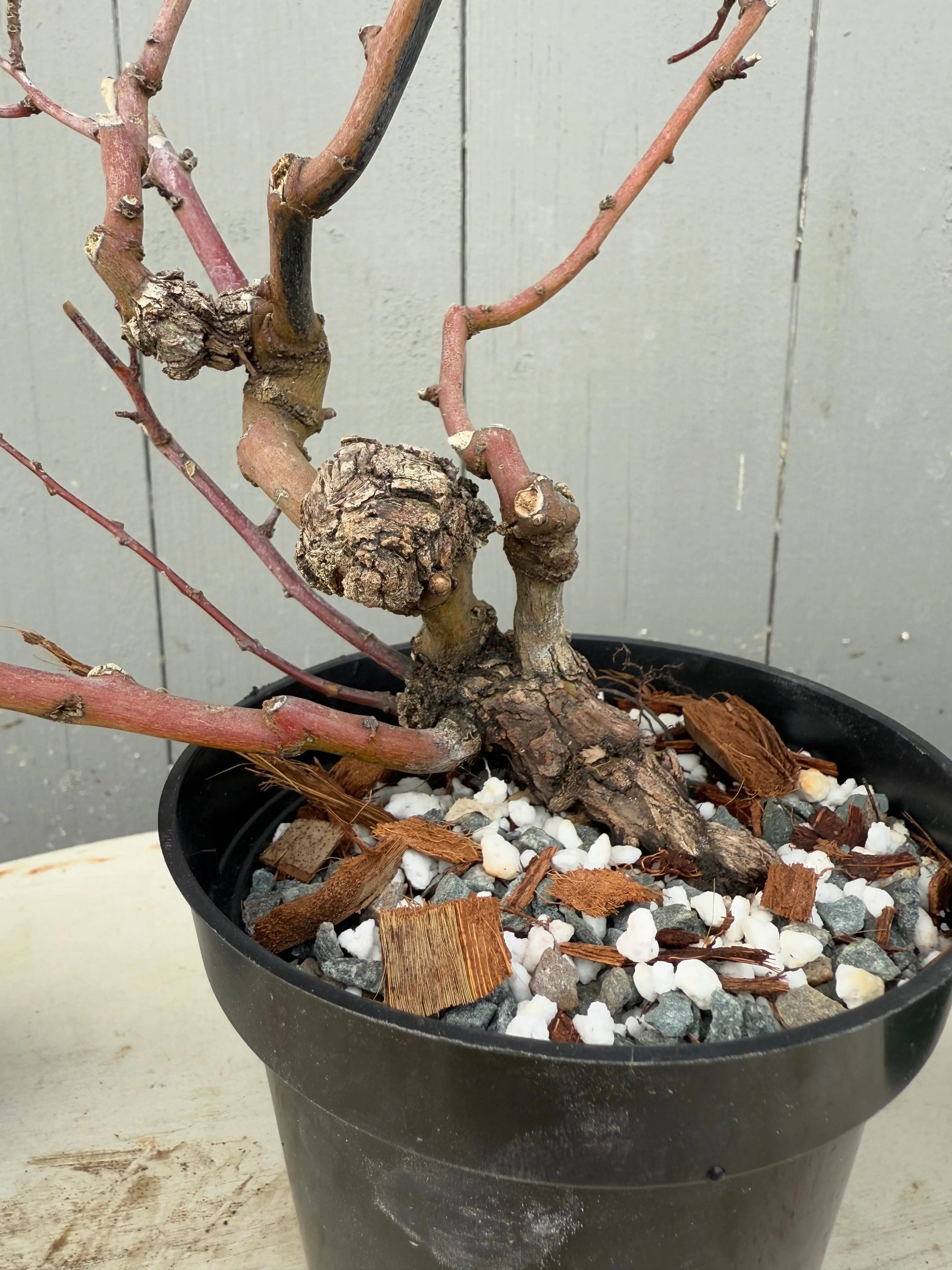 Berchemia racemosa Canada Bonsai