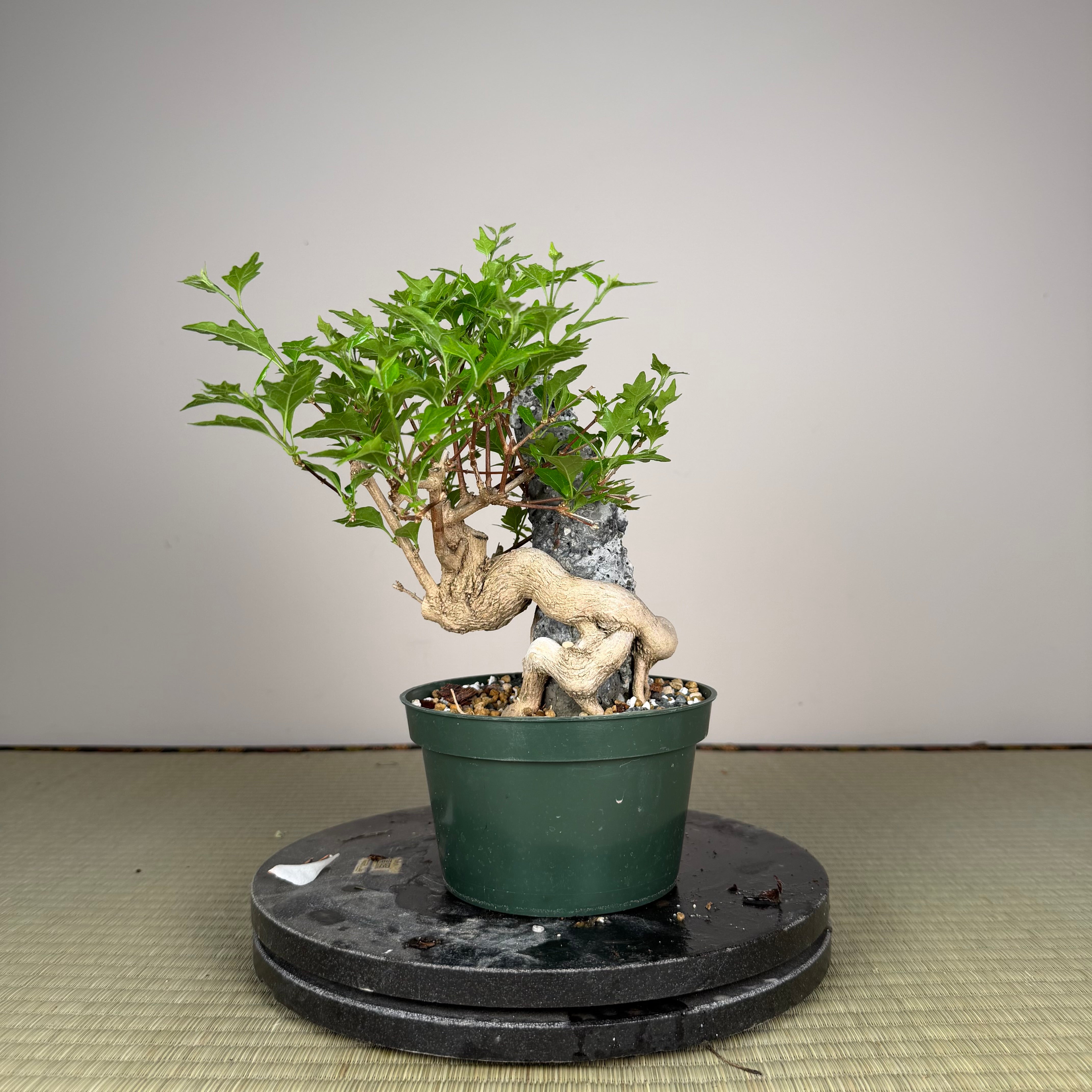 Premna japonica