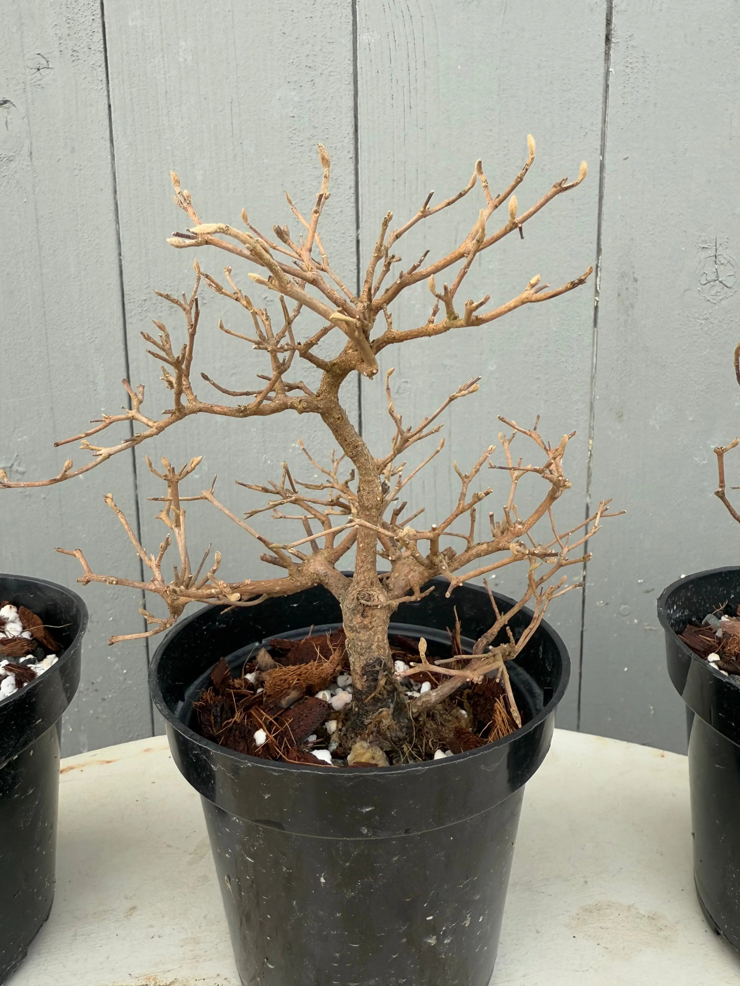 Callicarpa japonica Canada Bonsai