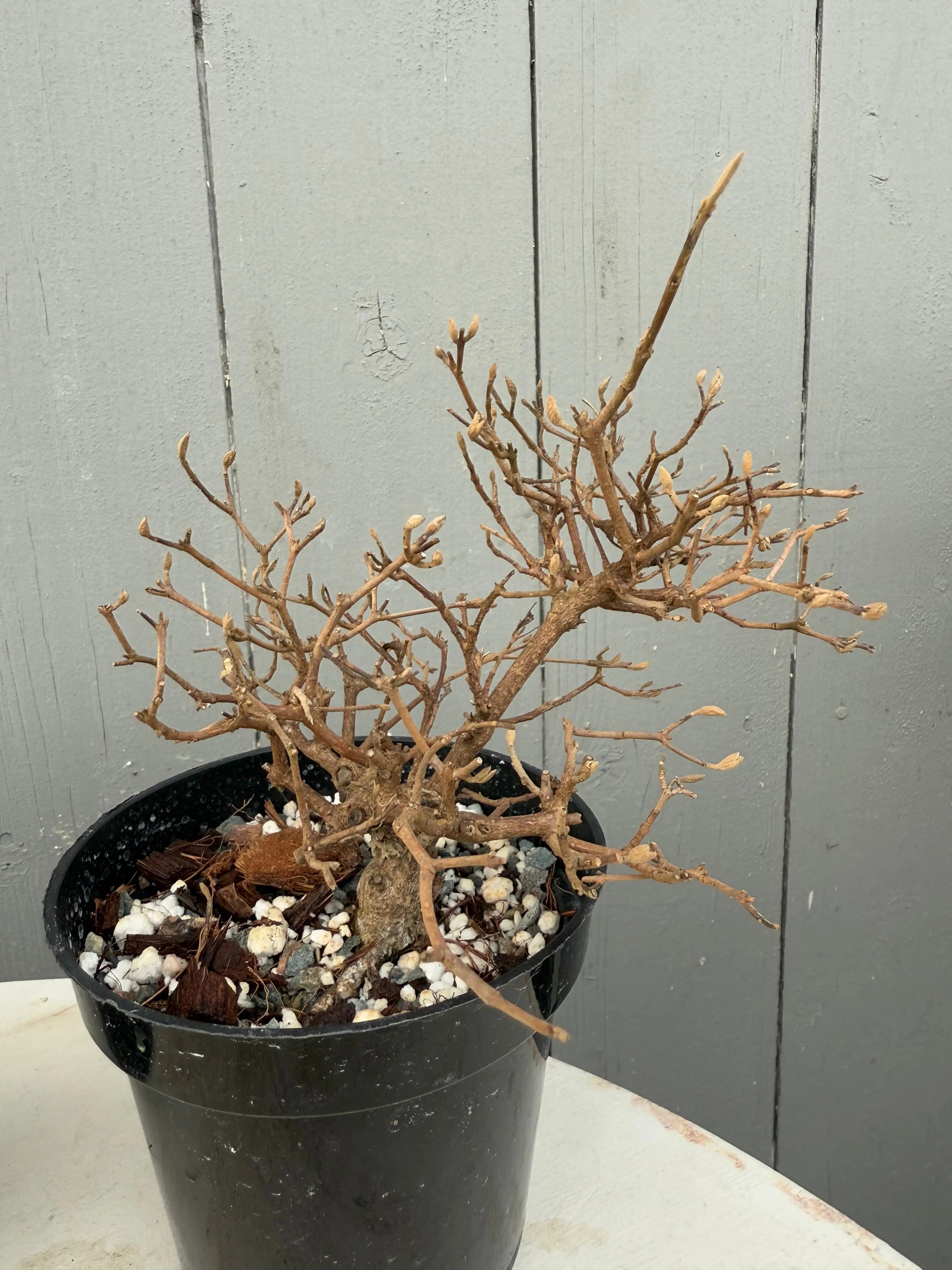 Callicarpa japonica Canada Bonsai