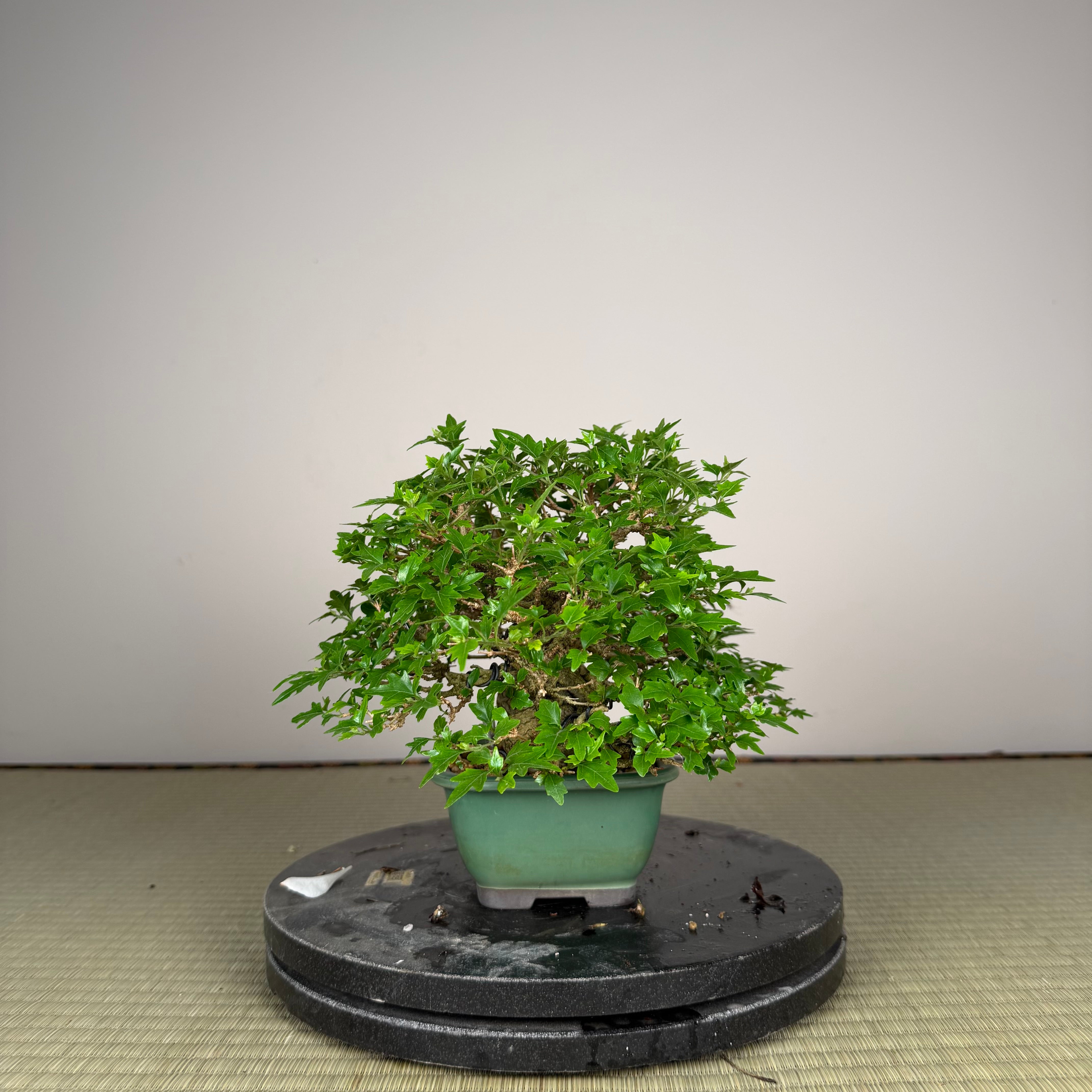 Premna japonica