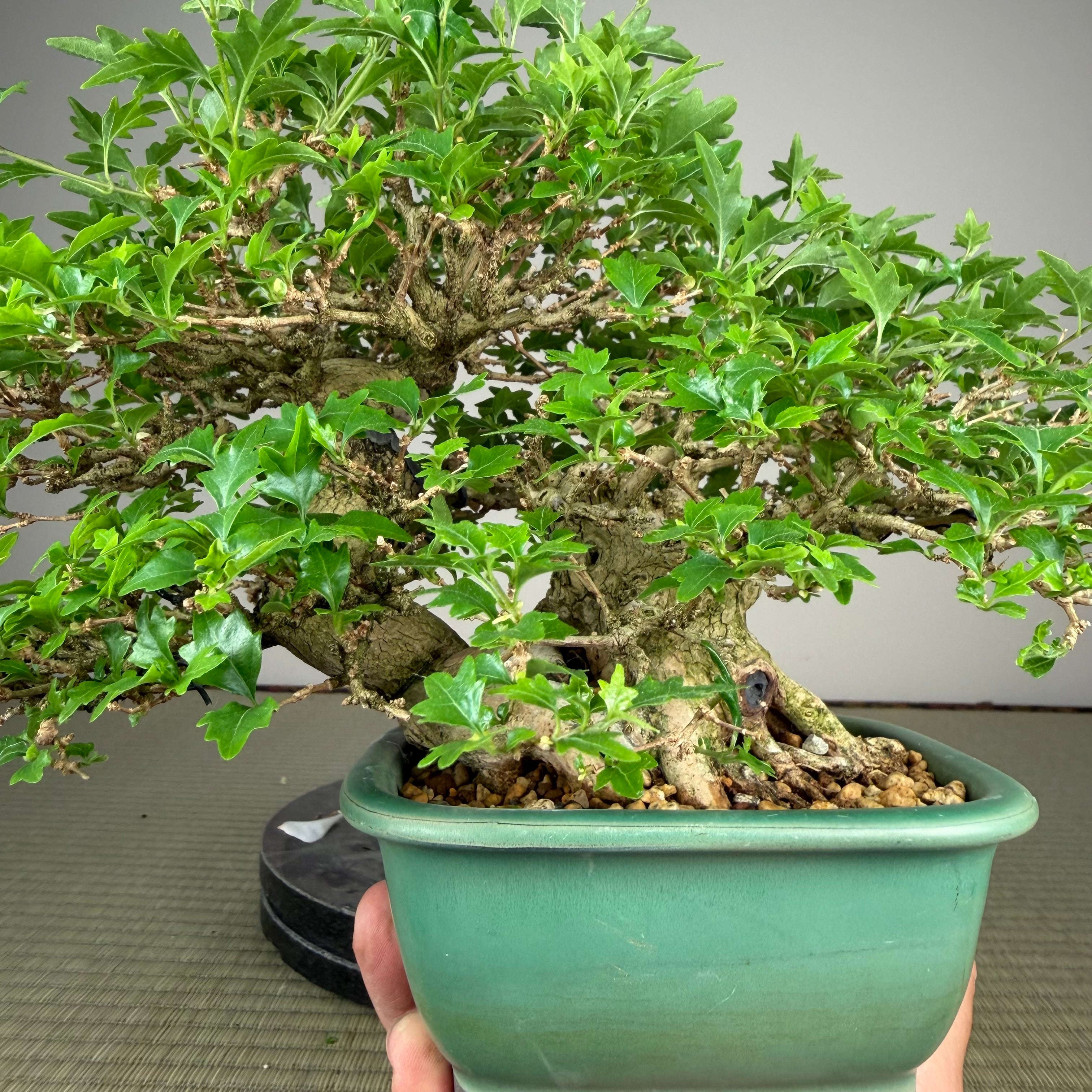 Premna japonica