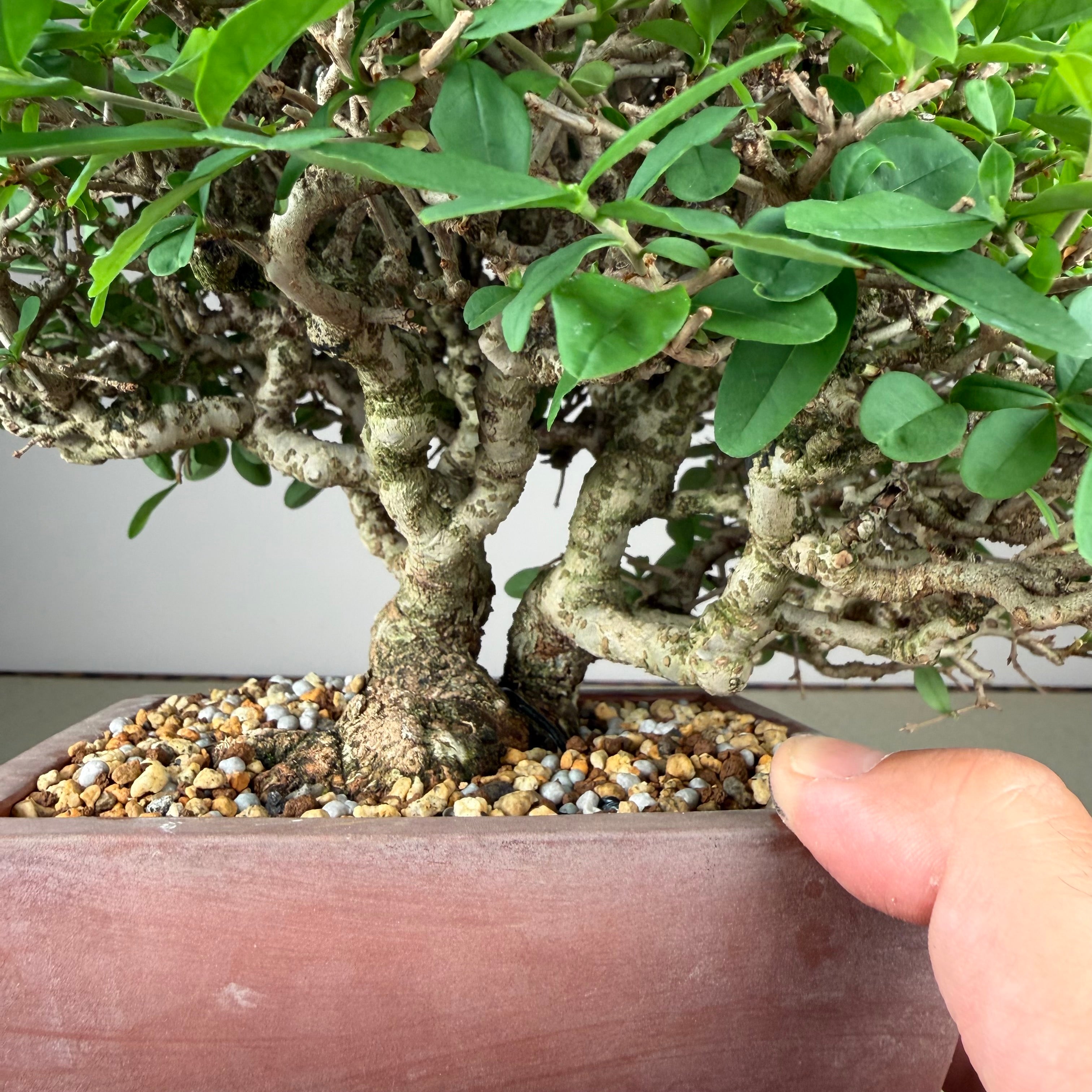 Ligustrum