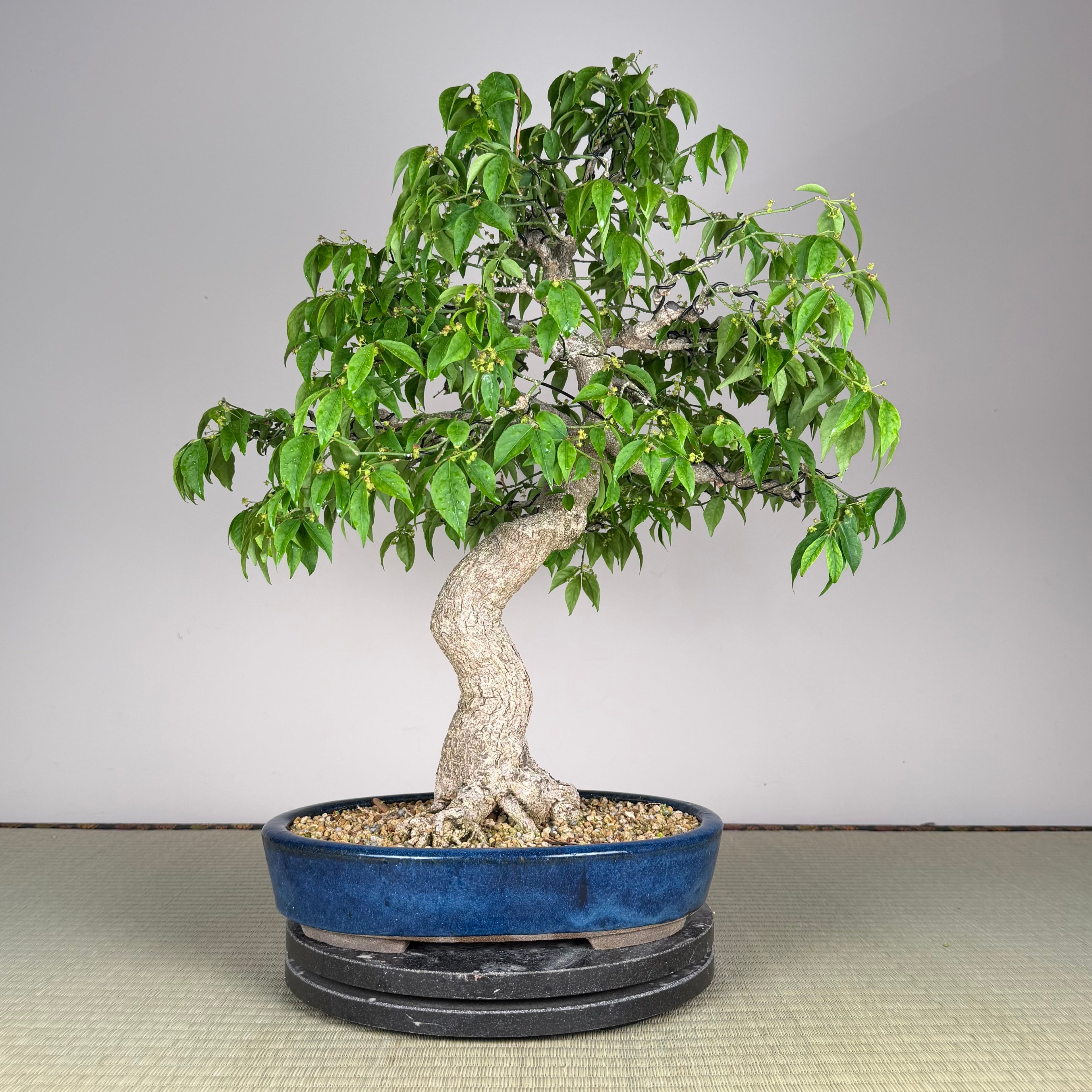 One lucky person will win a $2000 Euonymus (Burning Bush) bonsai imported from Japan