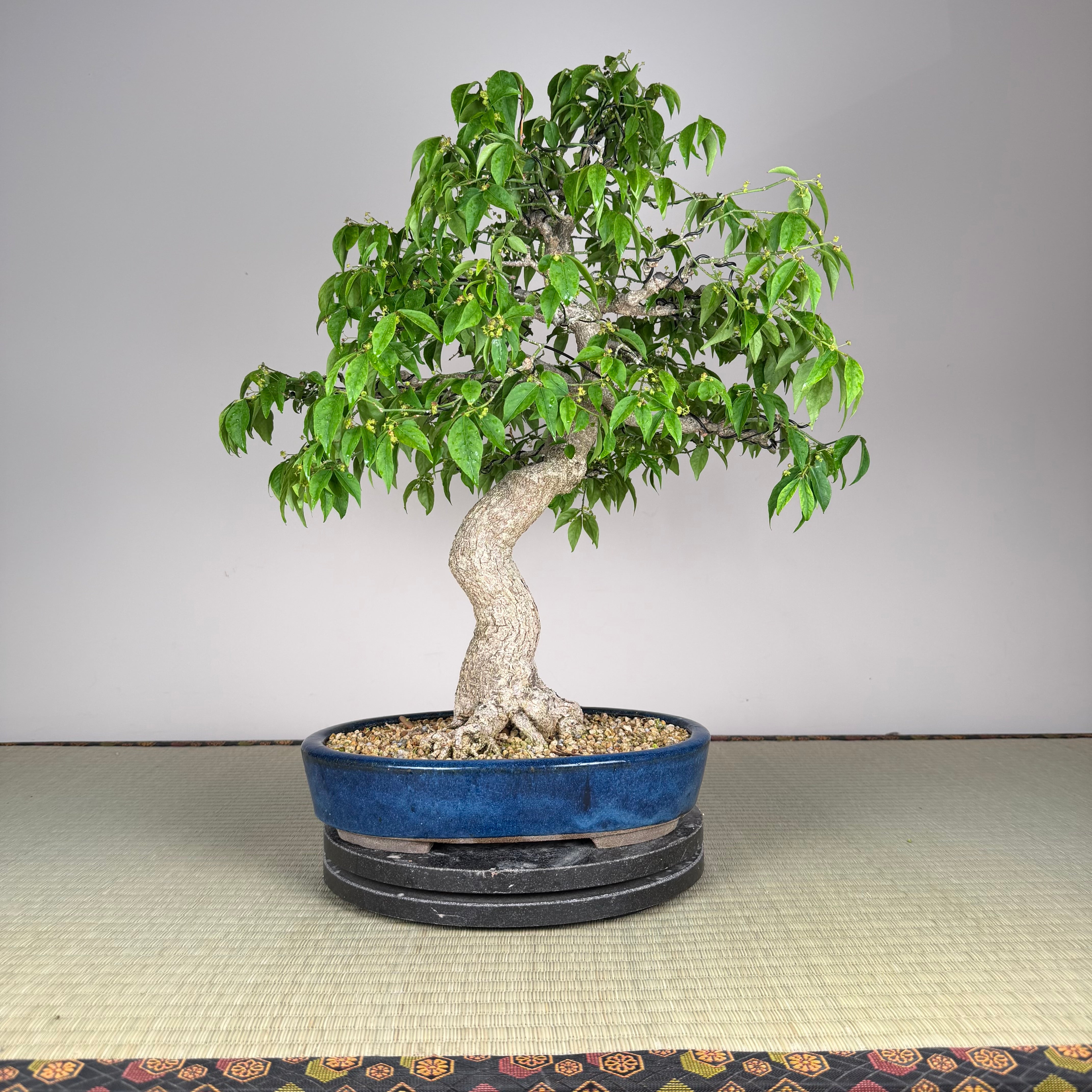 Euonymus