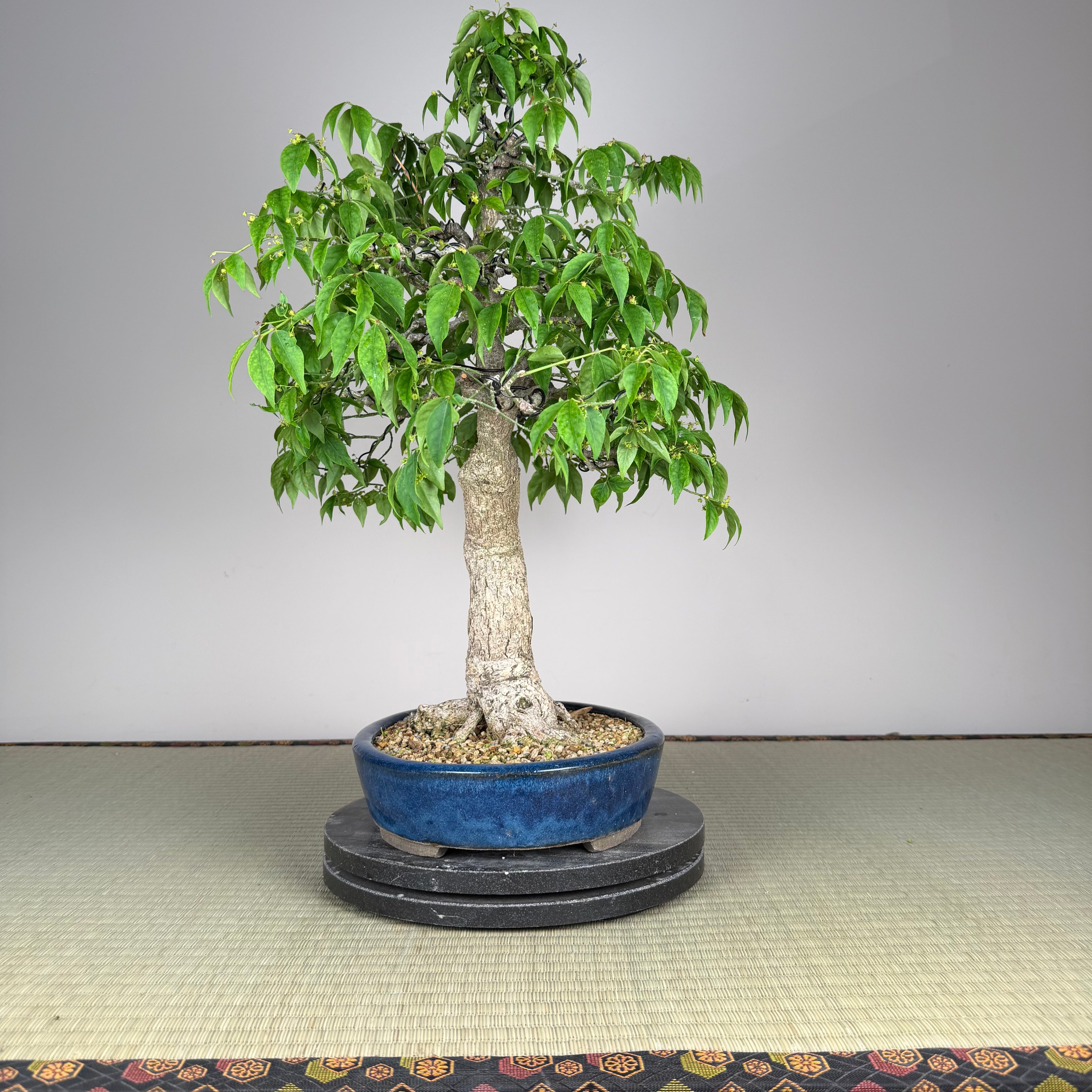 Euonymus