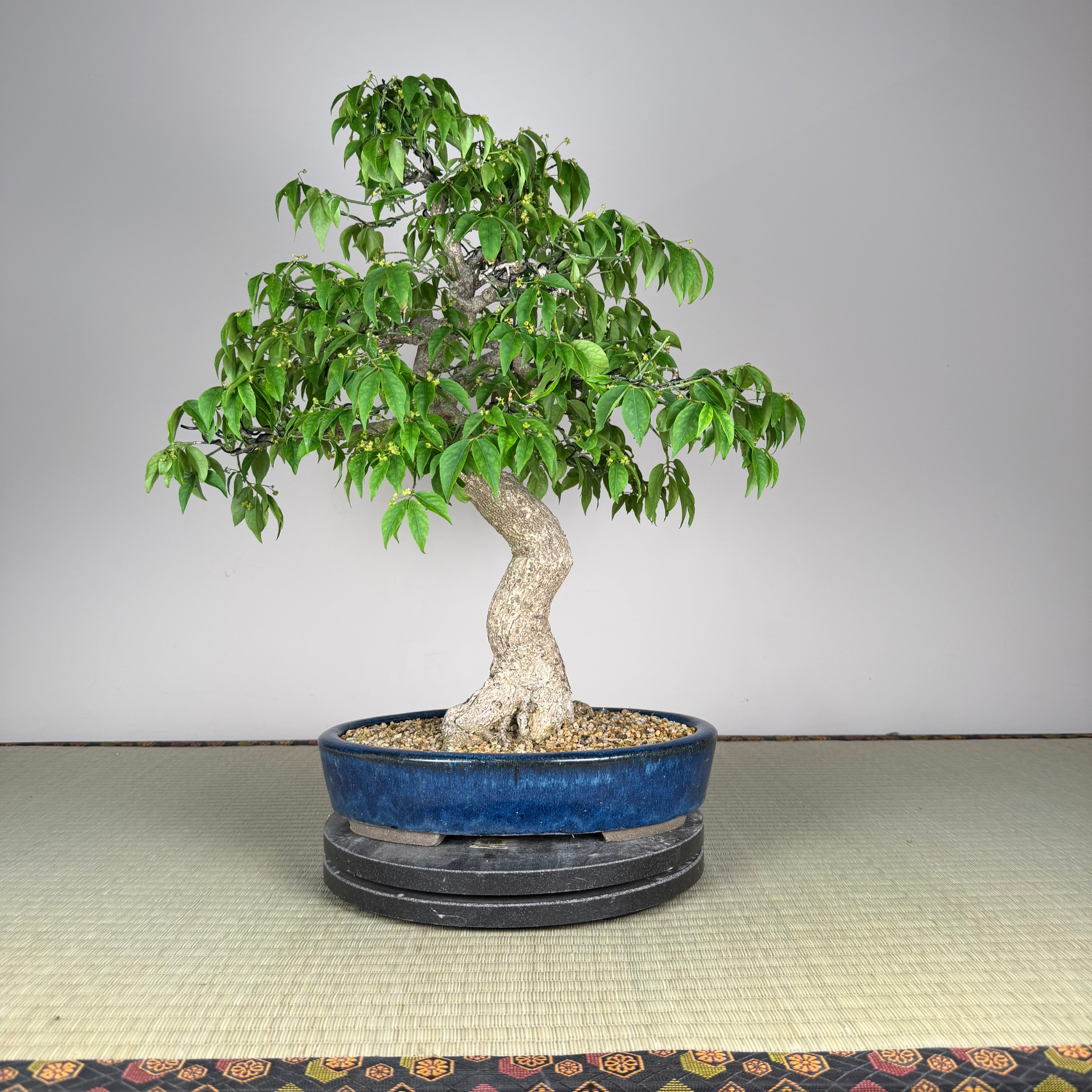Euonymus