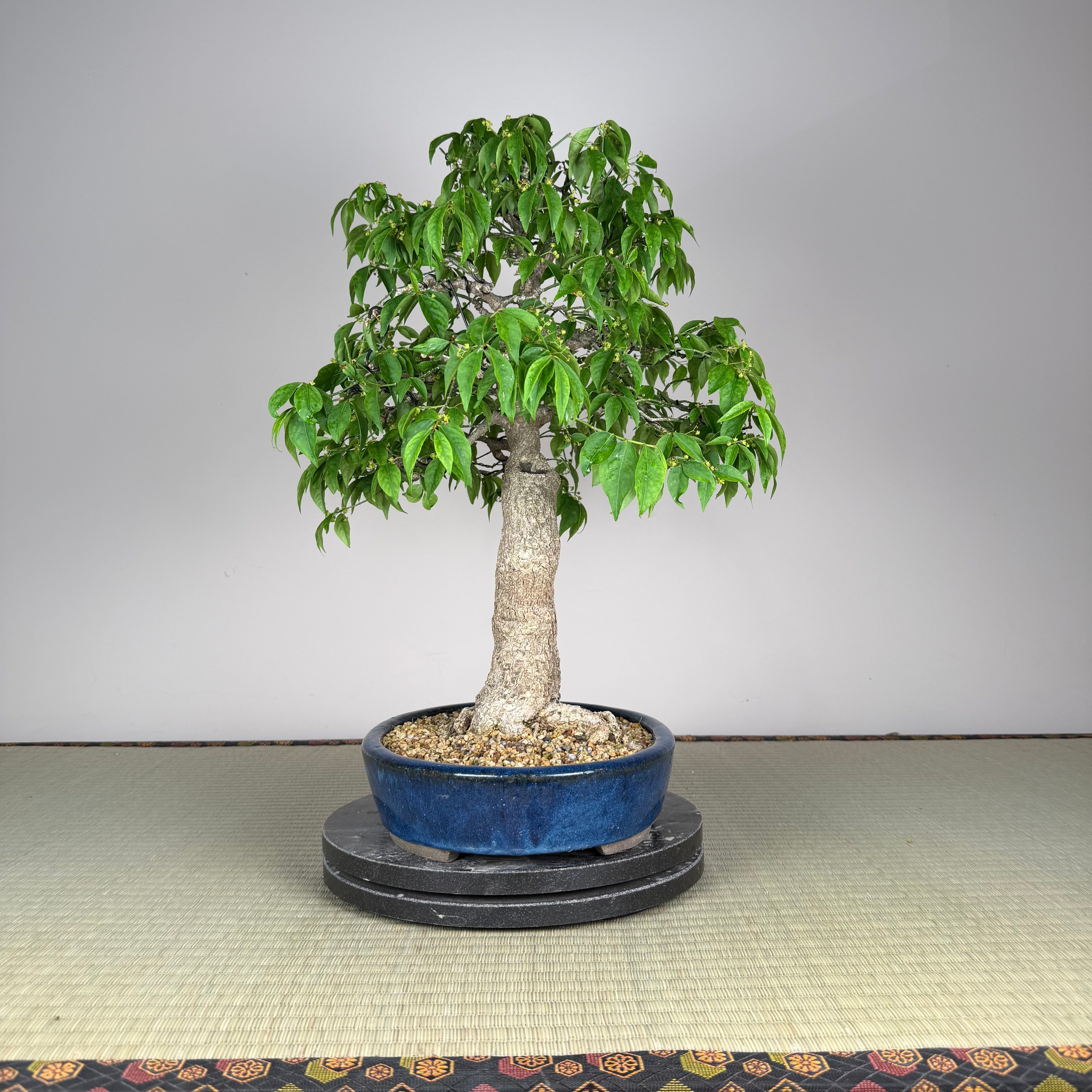 Euonymus
