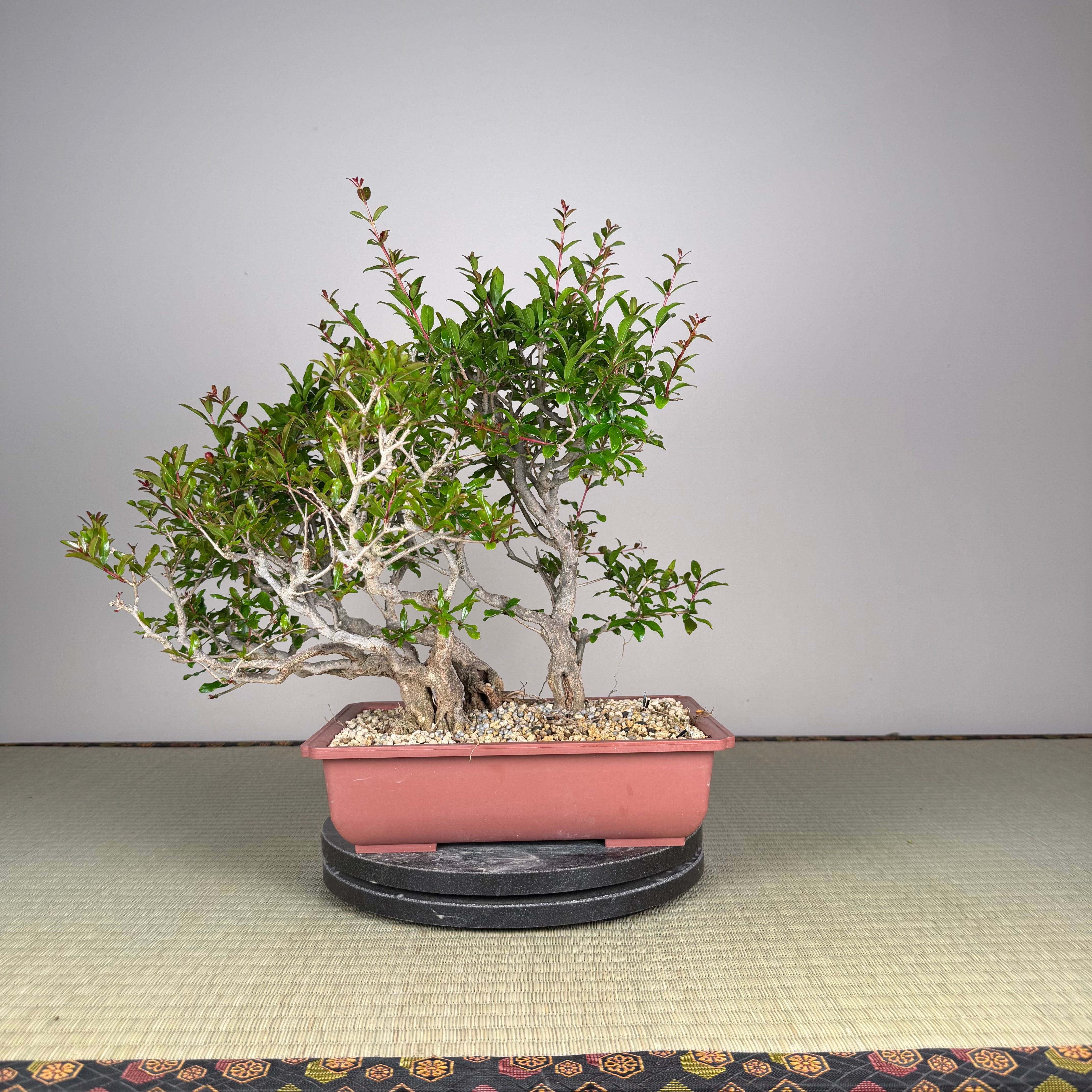 Punica granatum neji-kan