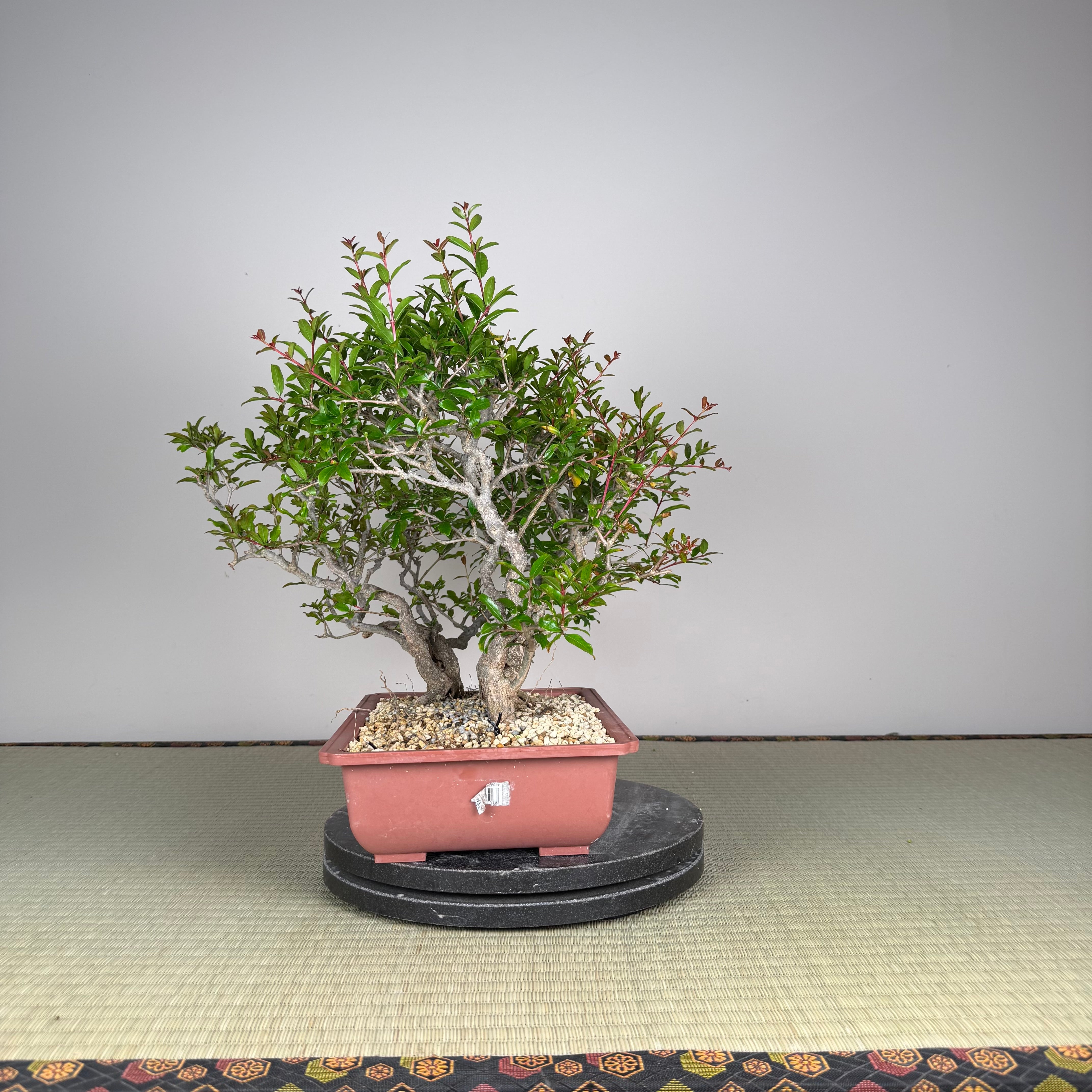 Punica granatum neji-kan