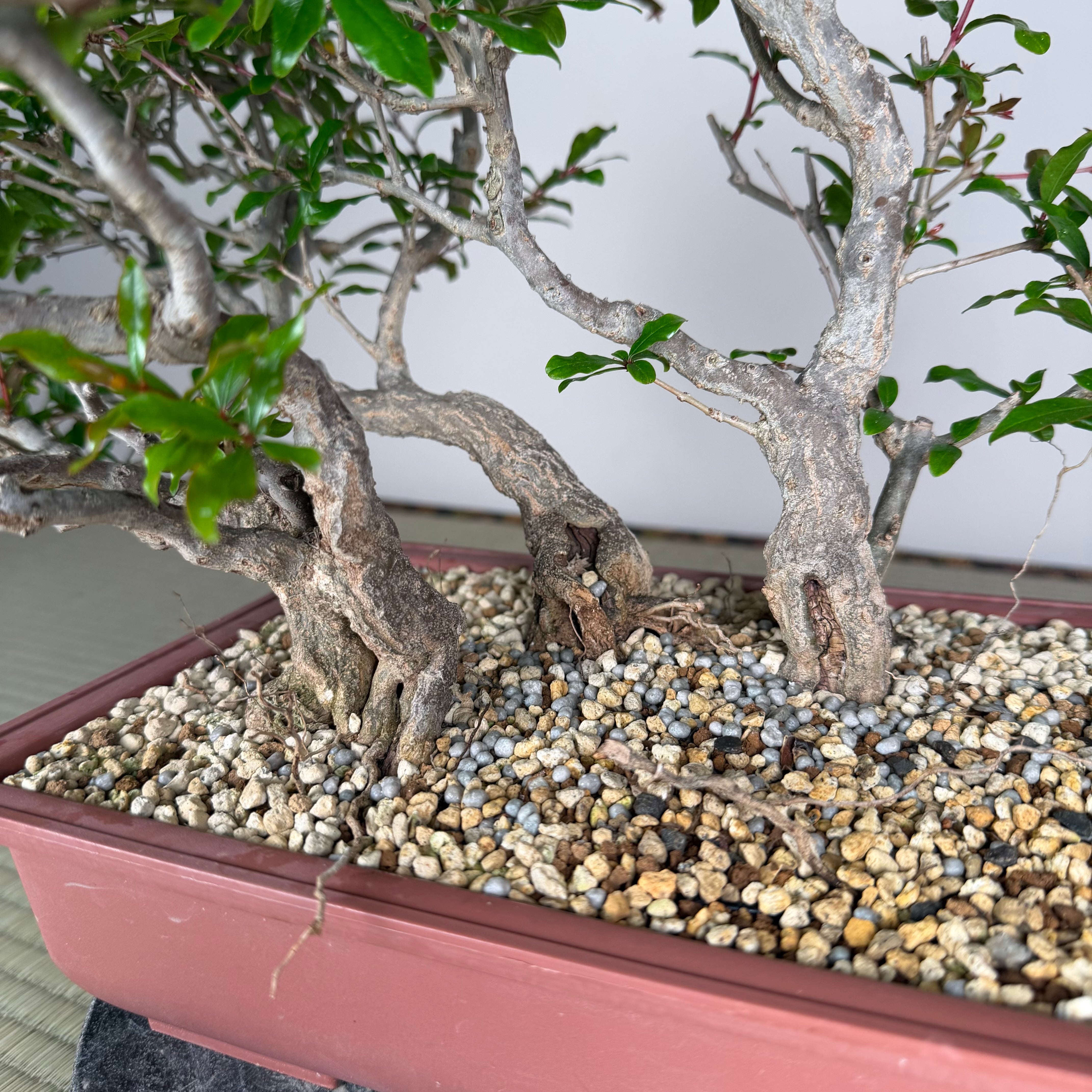 Punica granatum neji-kan
