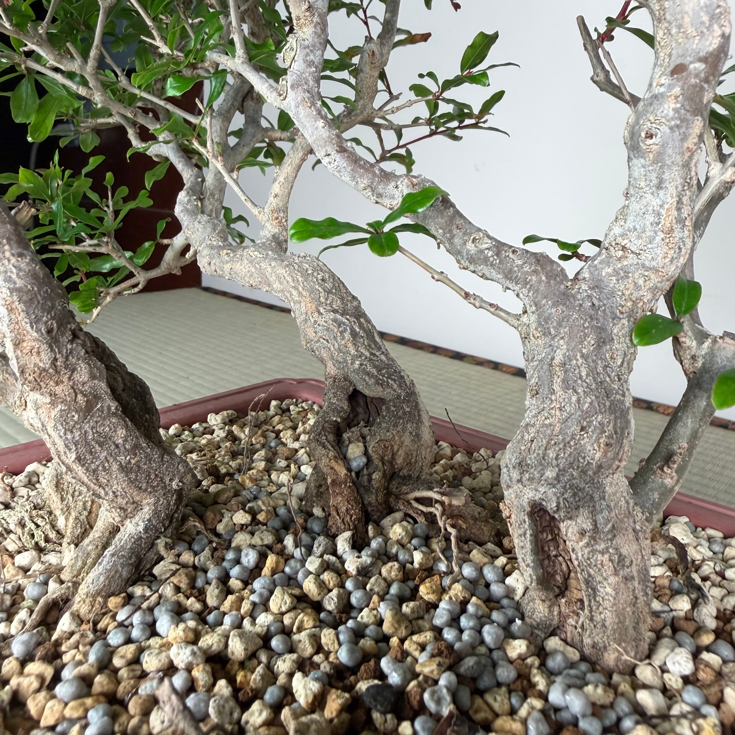 Punica granatum neji-kan