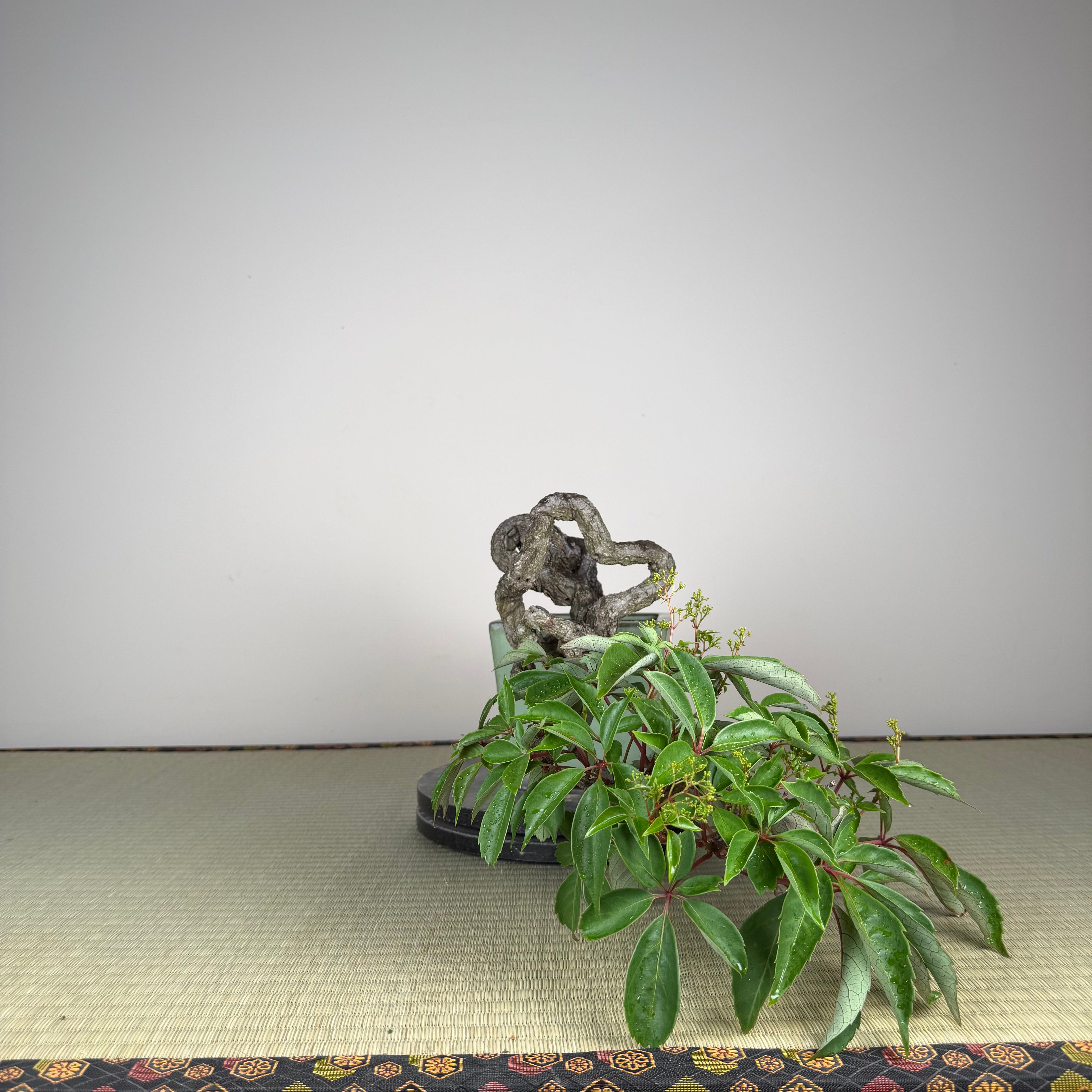 Parthenocissus quinquefolia (Antique pot)