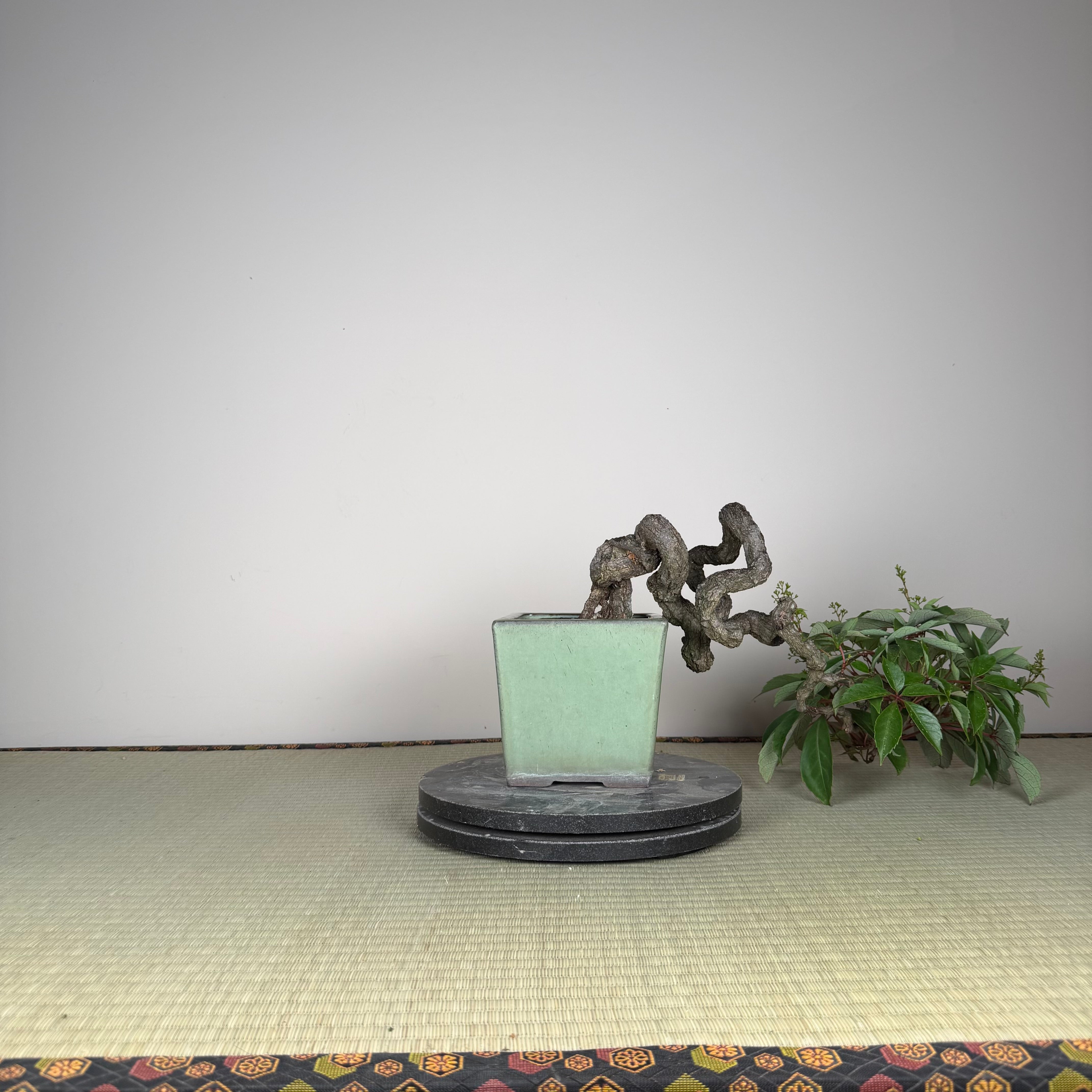 Parthenocissus quinquefolia (Antique pot)