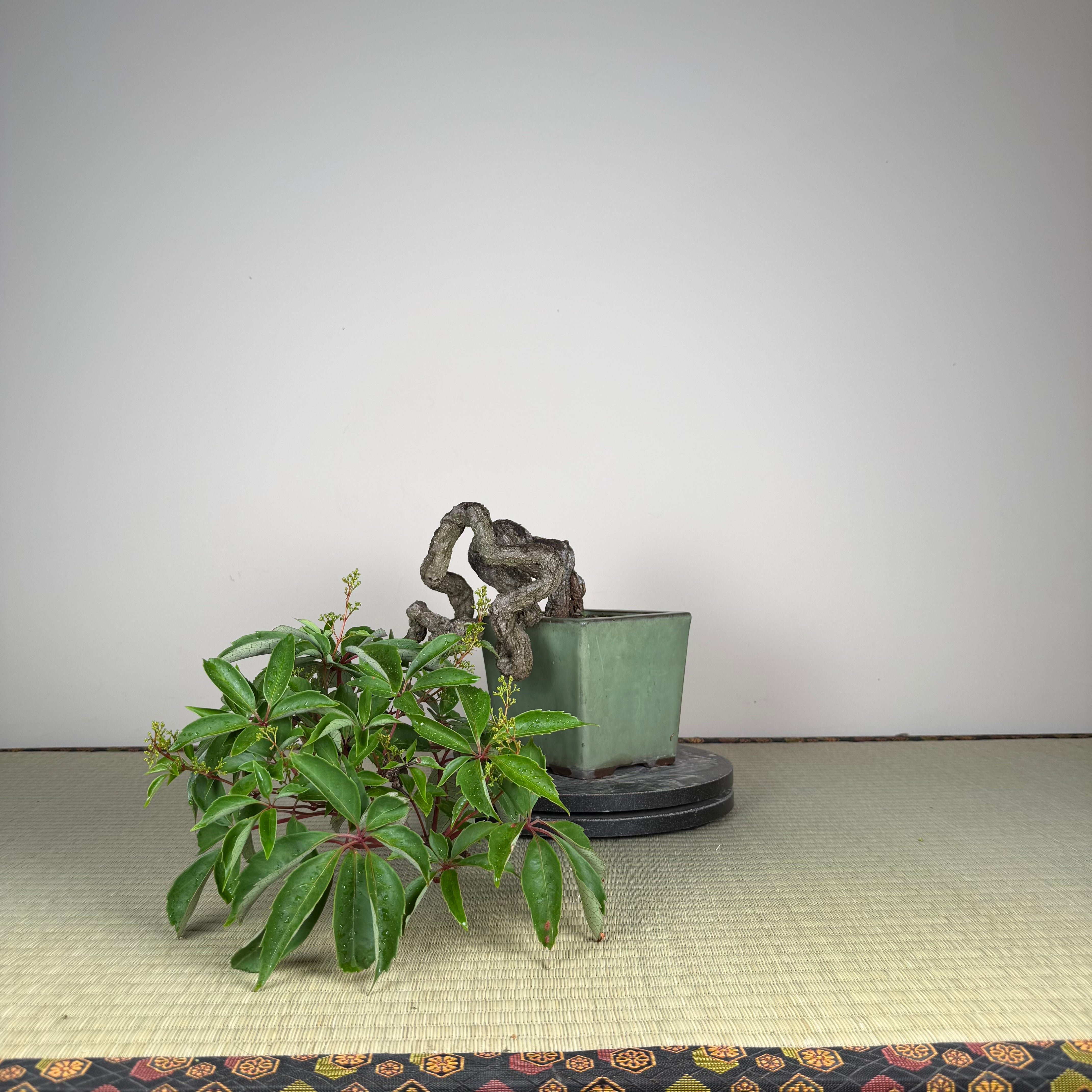 Parthenocissus quinquefolia (Antique pot)