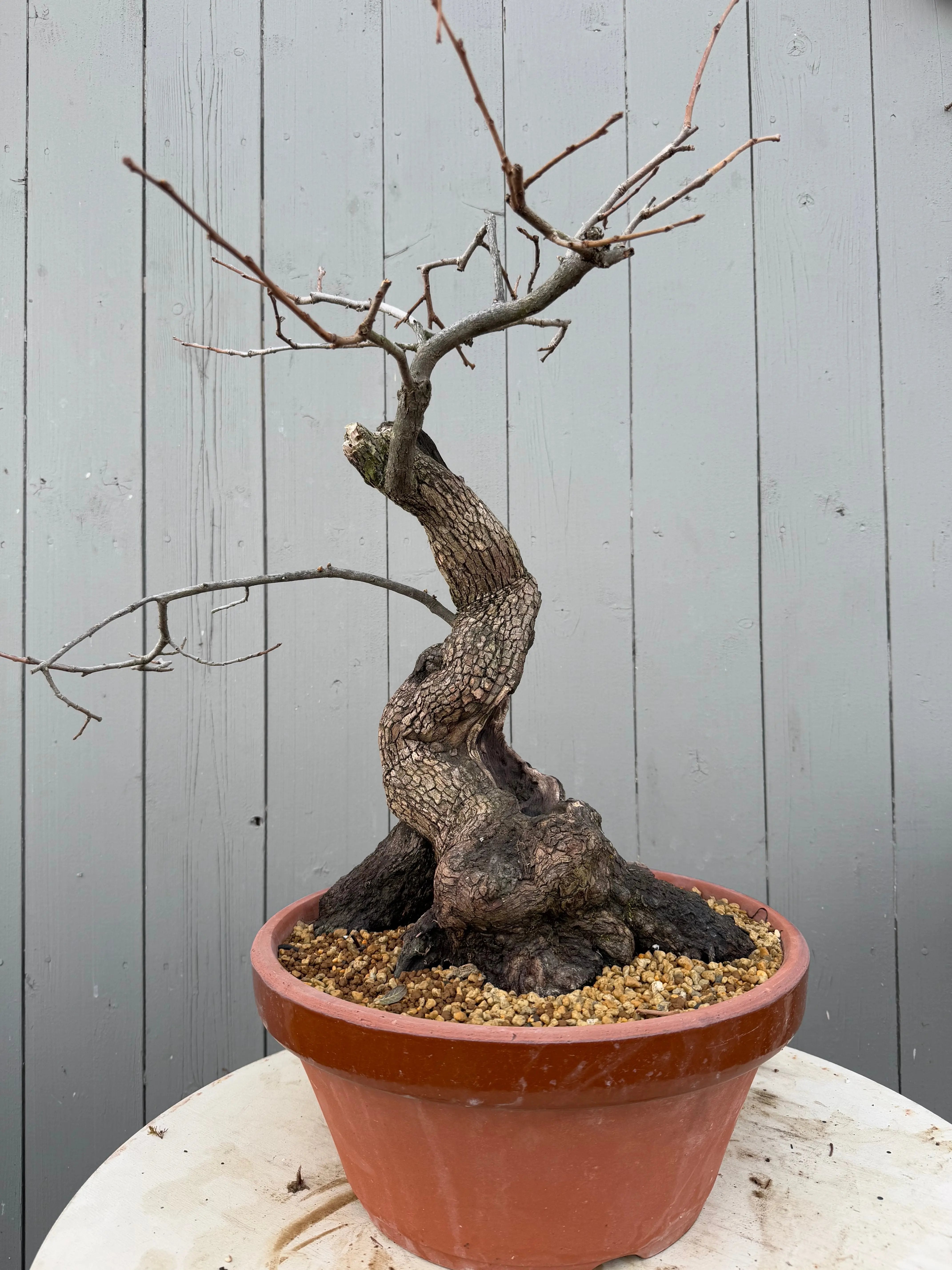 Diospyros Kaki Canada Bonsai