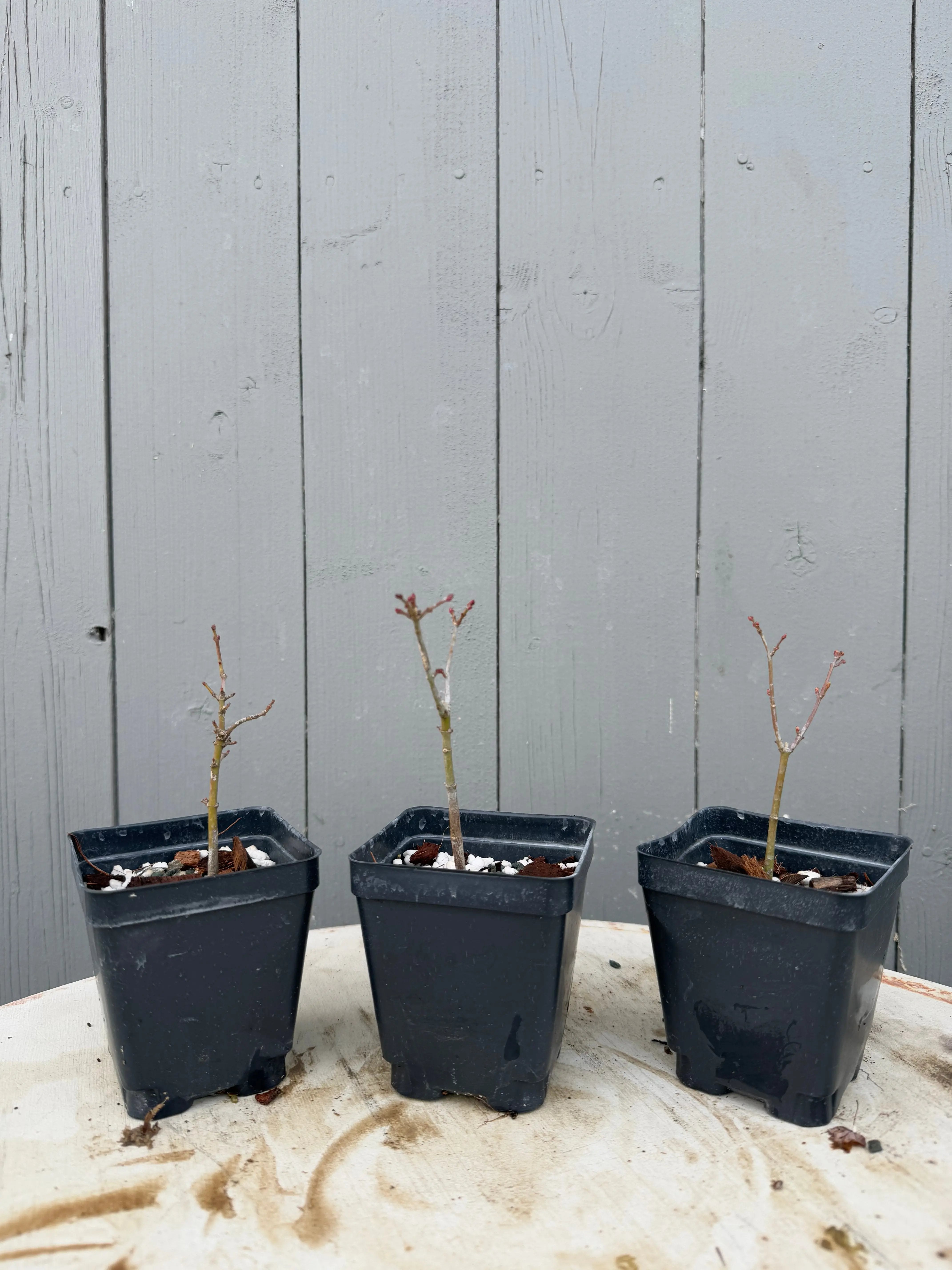Acer palmatum 'Shishigashira' Canada Bonsai