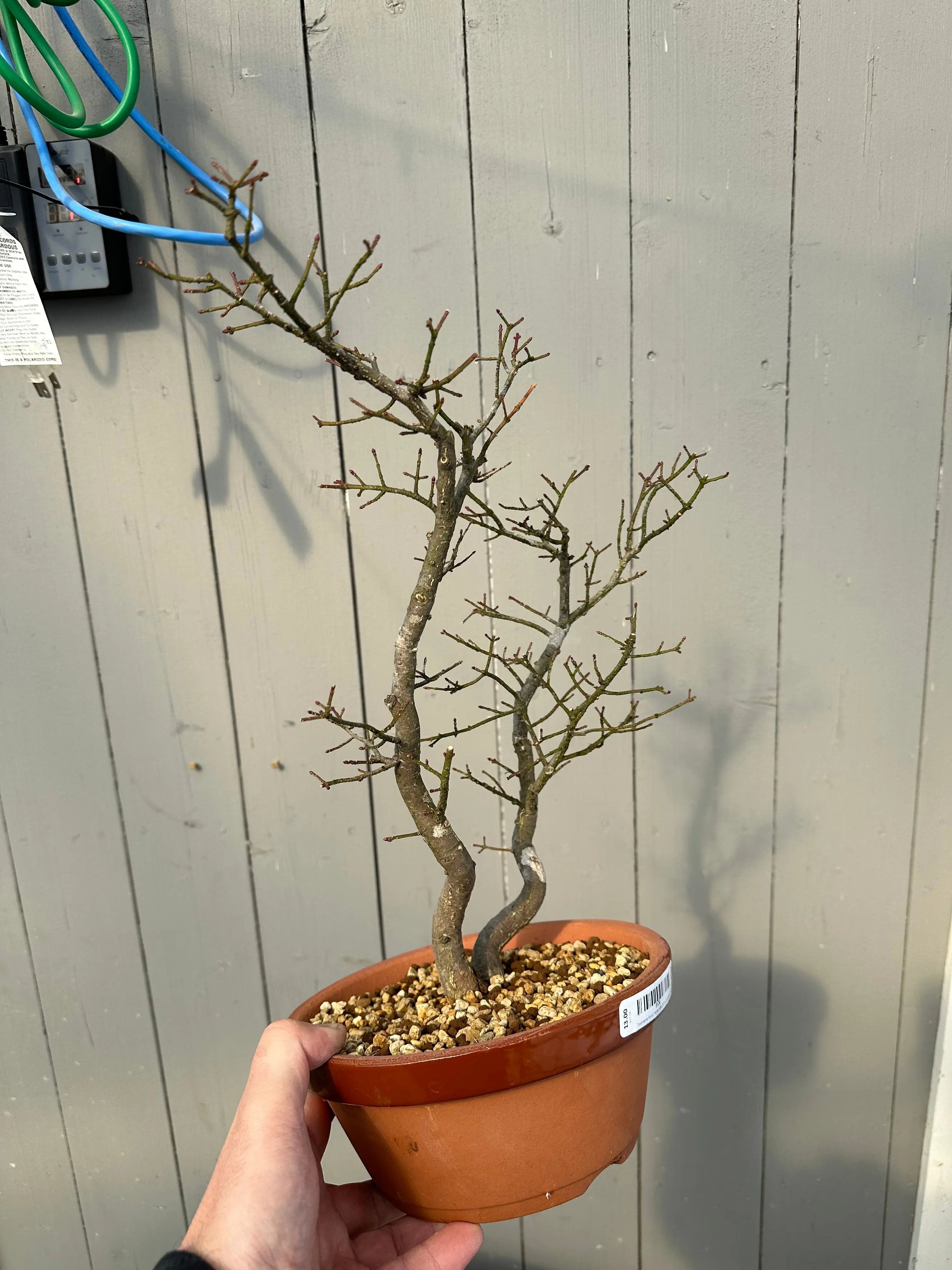 Euonymus #6 Canada Bonsai