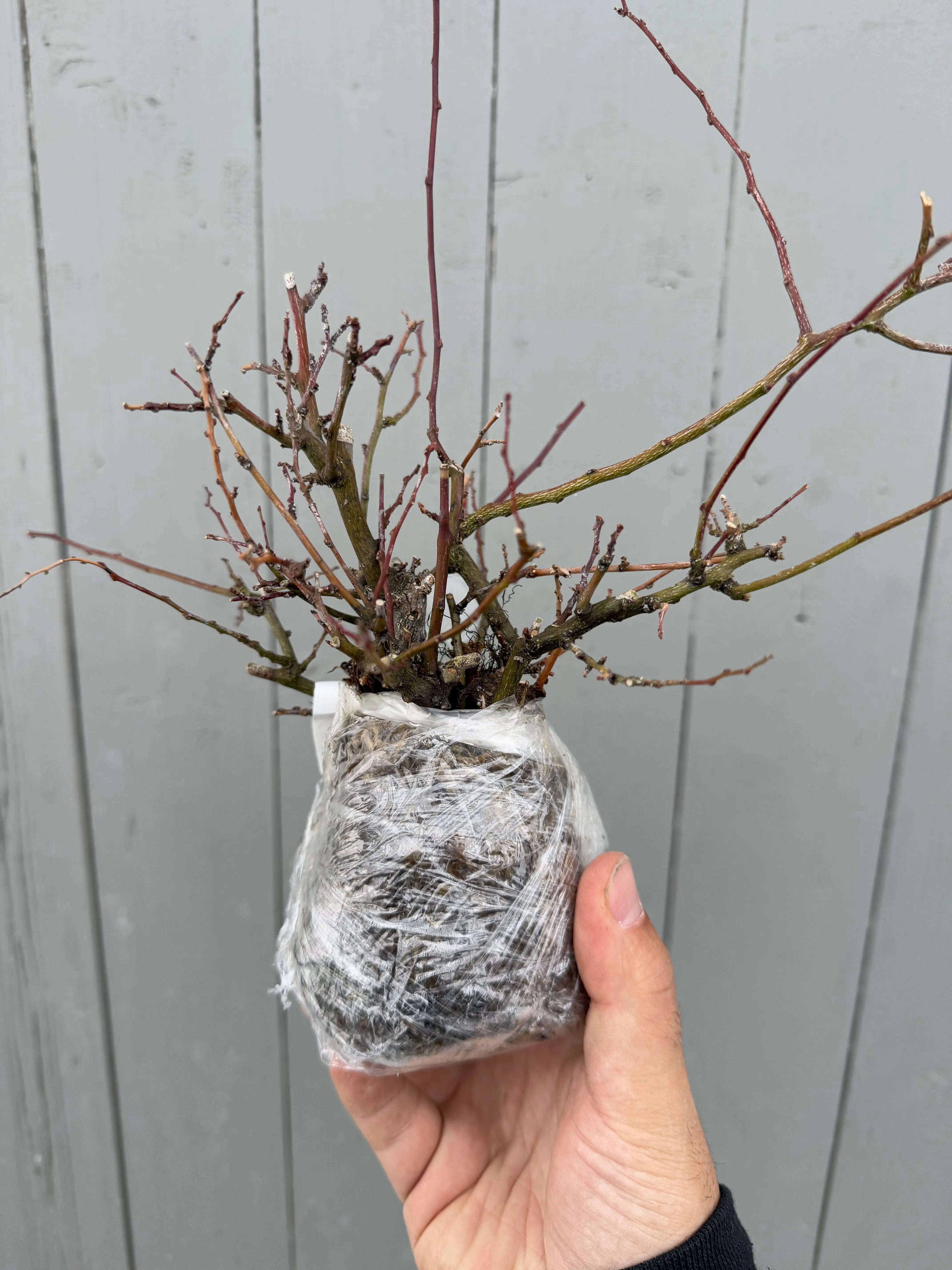 Berchemia racemosa Canada Bonsai