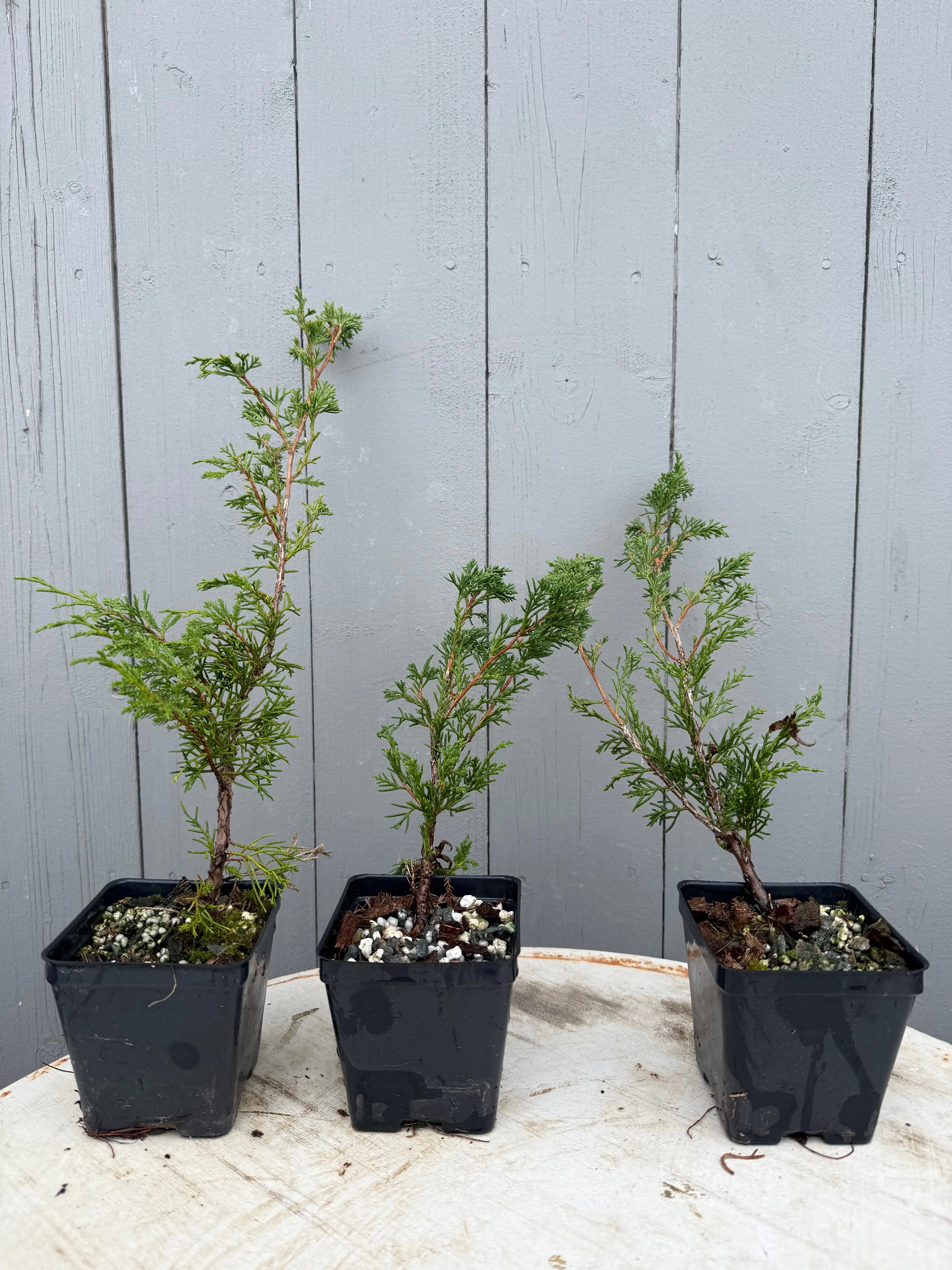 Juniperus (Itoigawa) Canada Bonsai