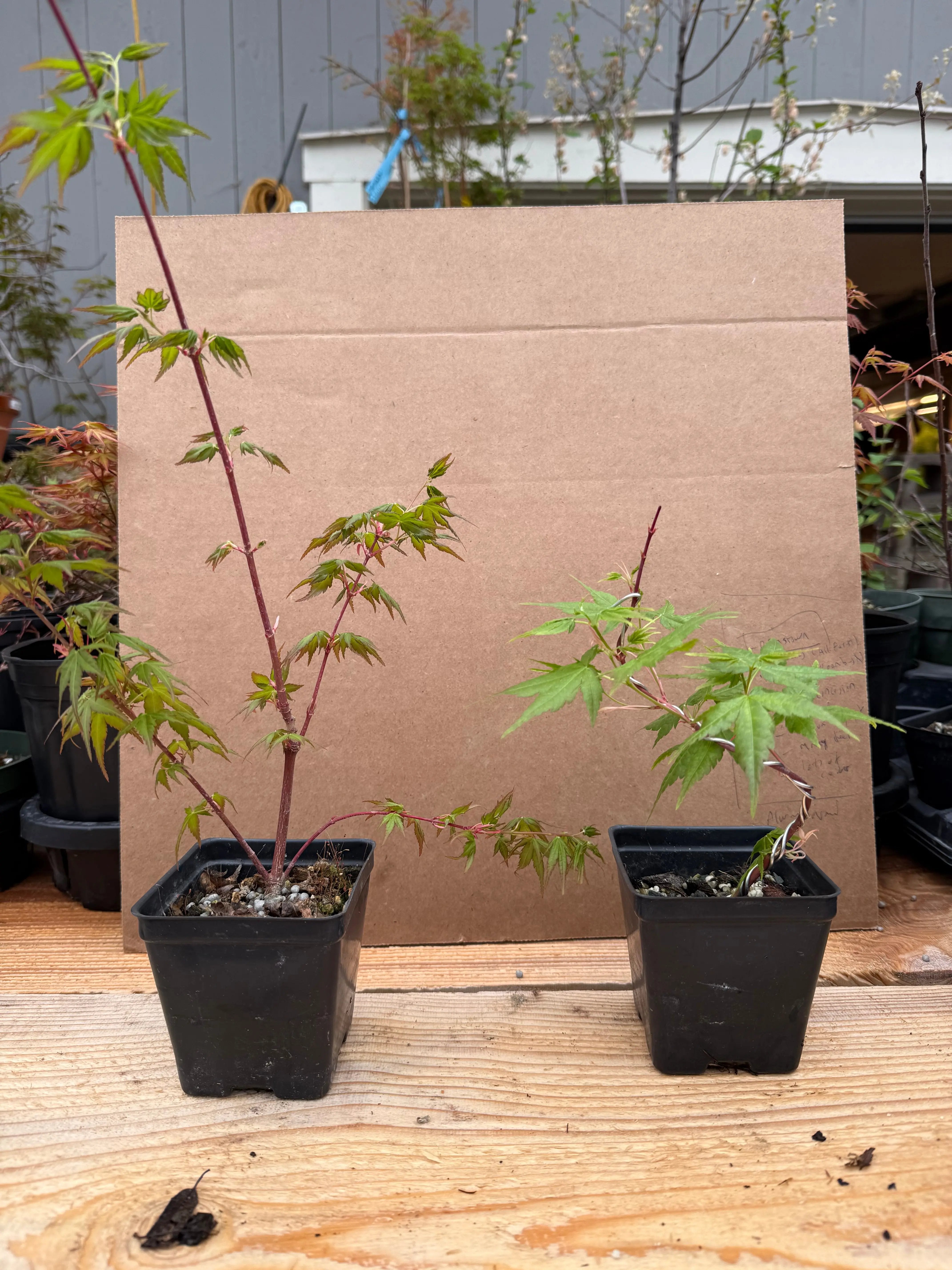 Acer palmatum 'Sango Kaku' Canada Bonsai