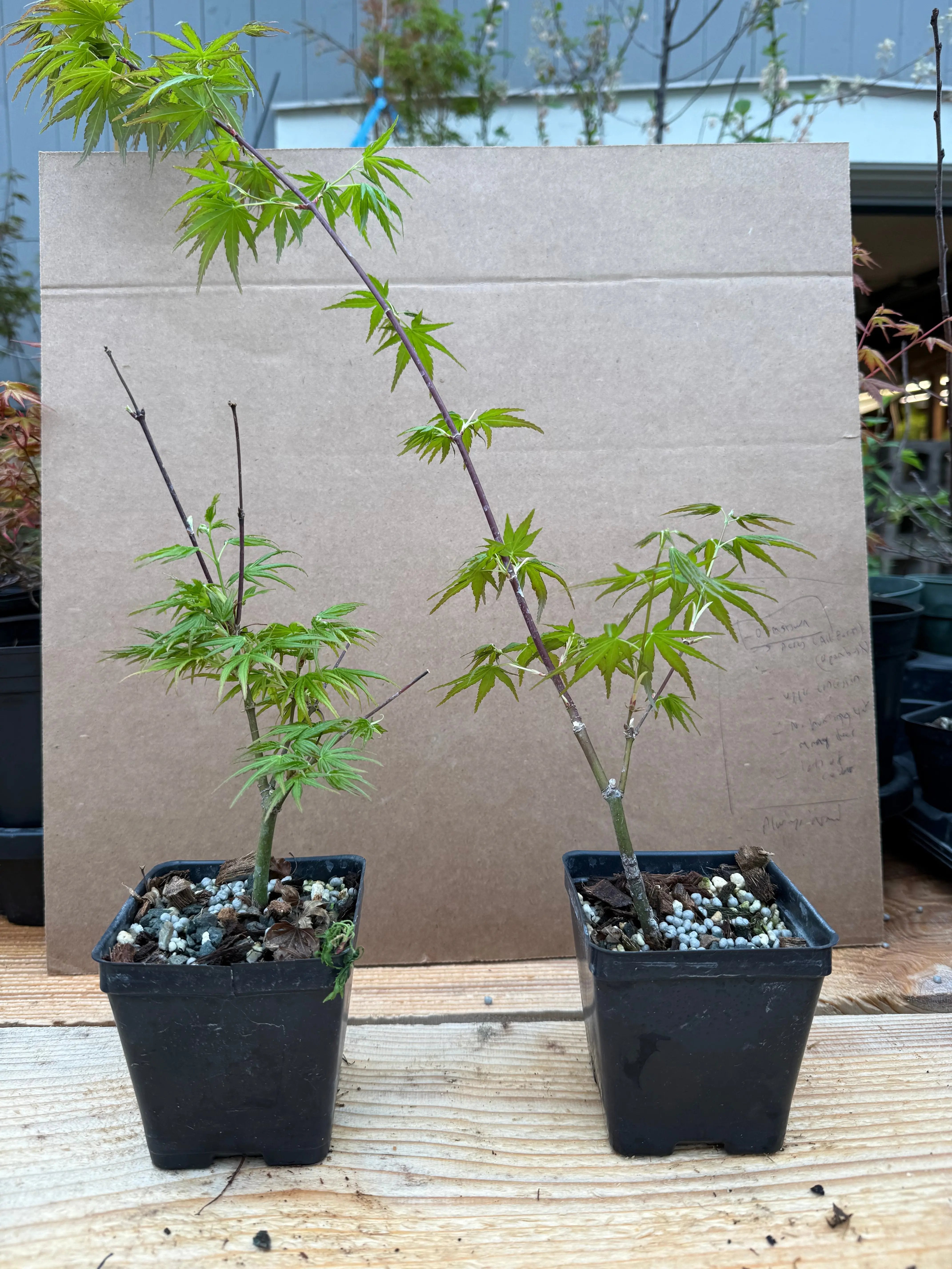 Acer palmatum 'Chishio Improved' Canada Bonsai