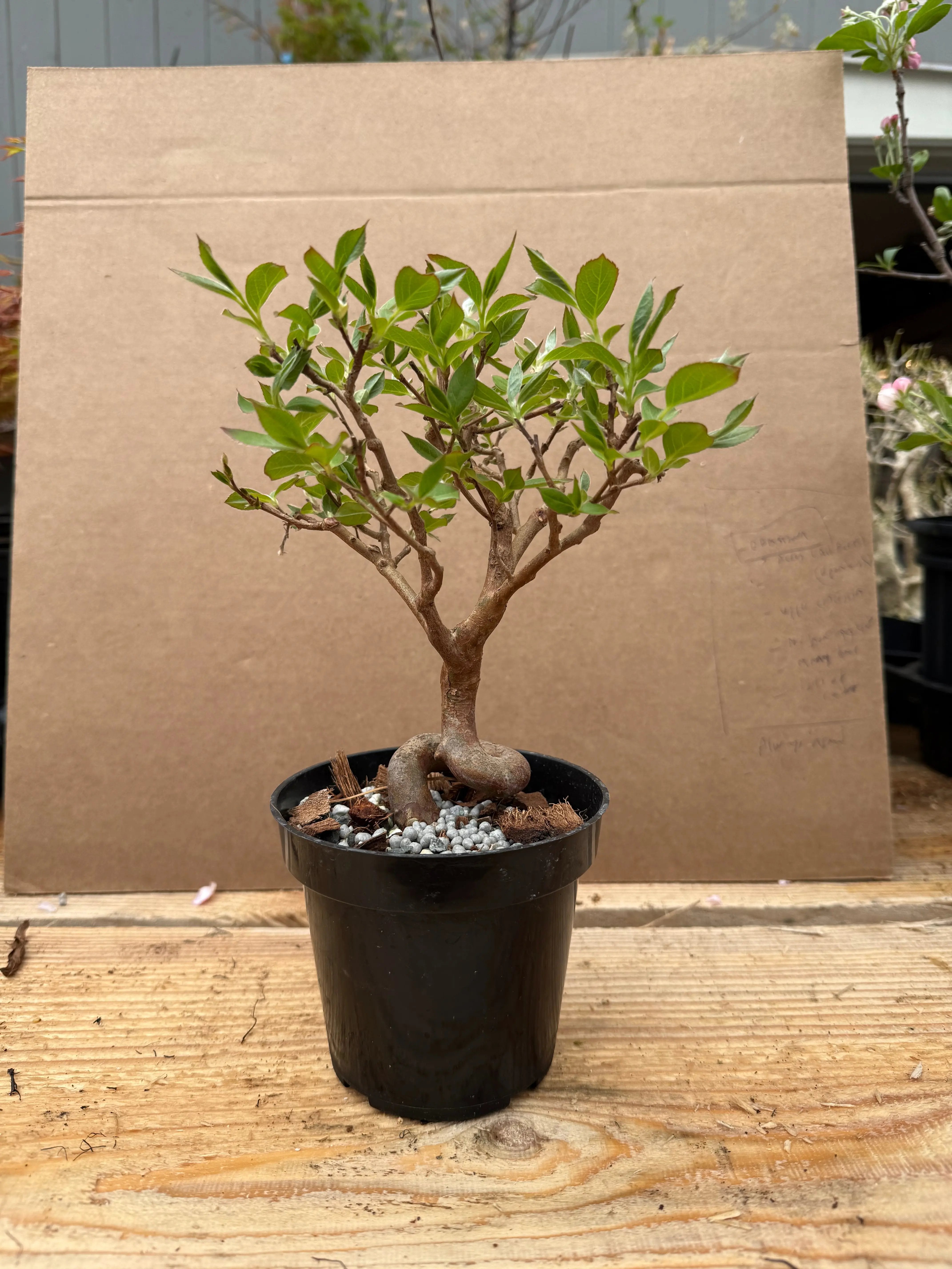 Stewartia monadelpha Canada Bonsai
