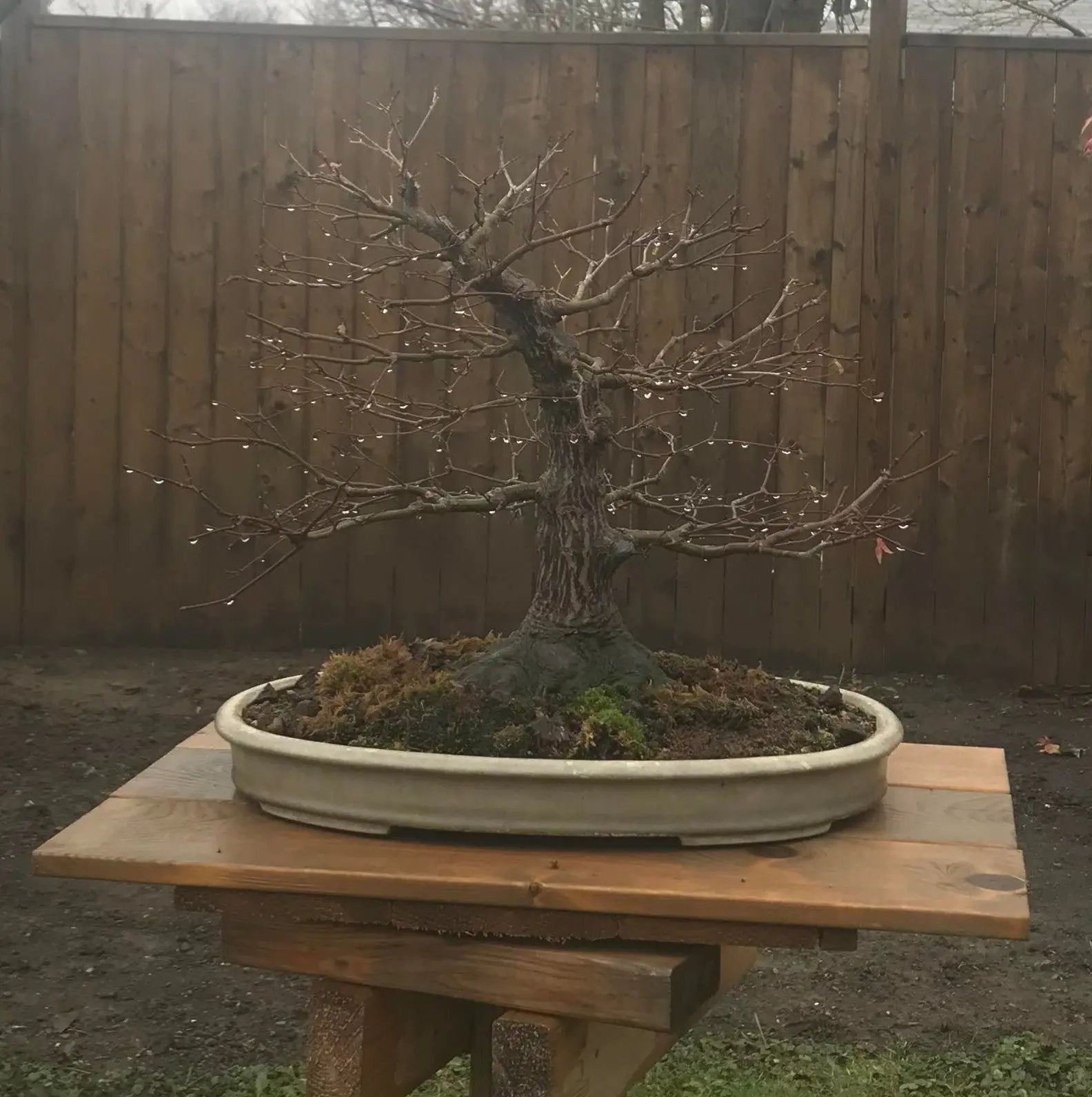 Acer palmatum 'Deshojo' Canada Bonsai