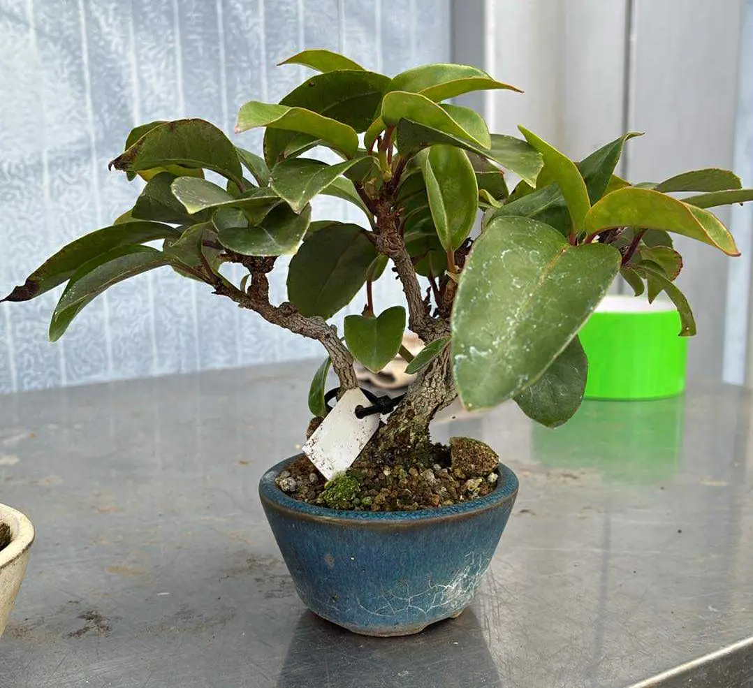 Kadsura Canada Bonsai